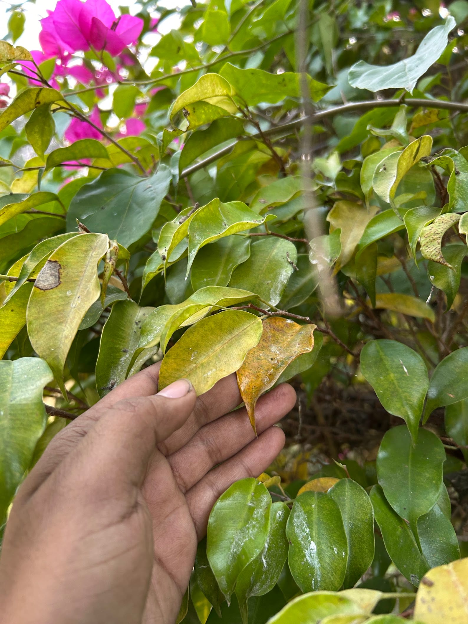 Bougainvillea Leaves Turning Yellow