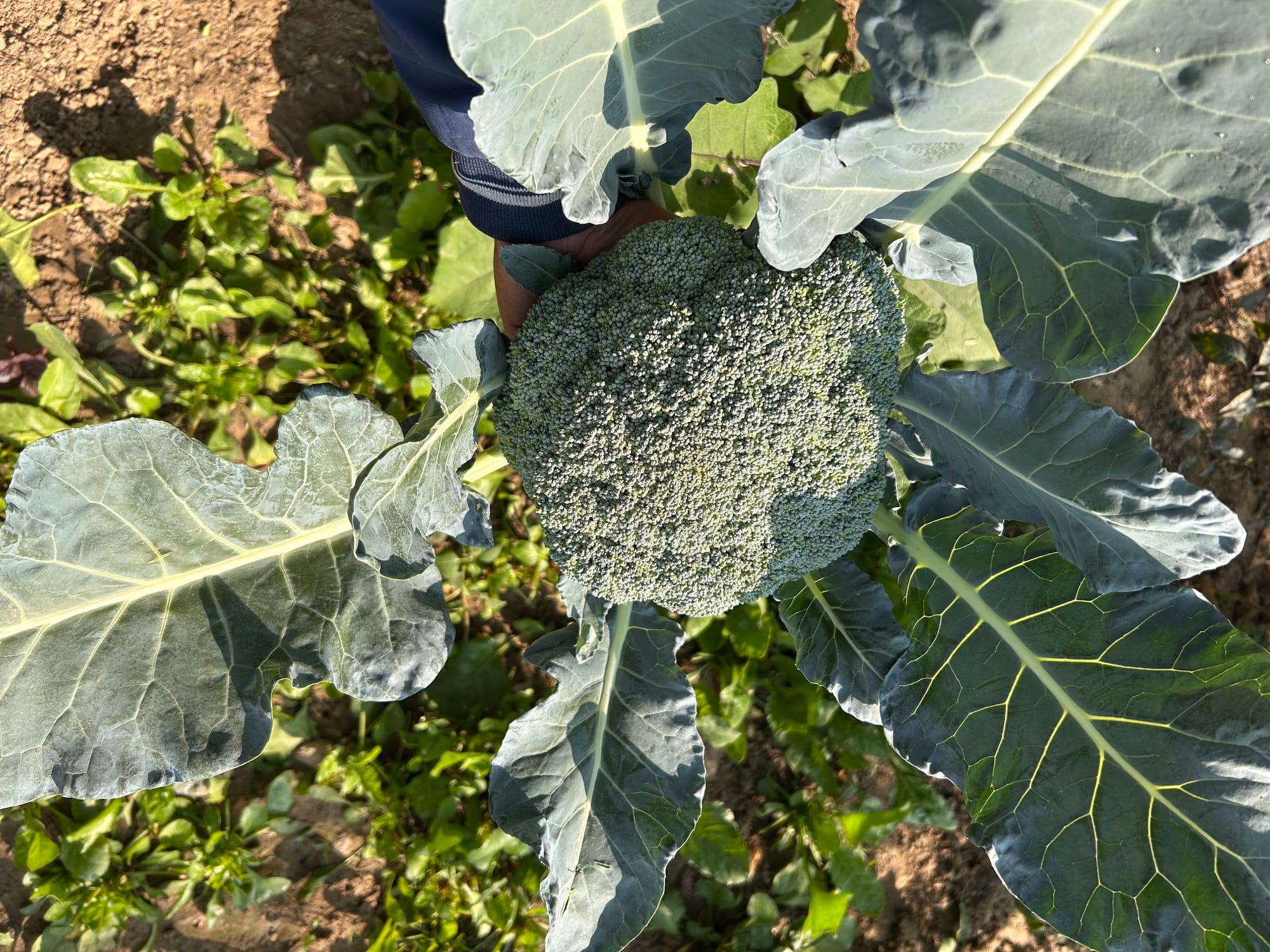 Broccoli in North Texas