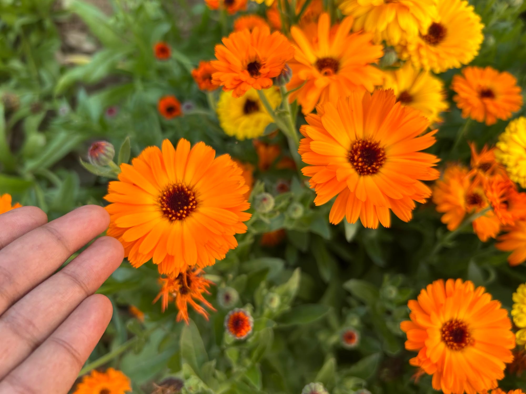 Orange Calendula