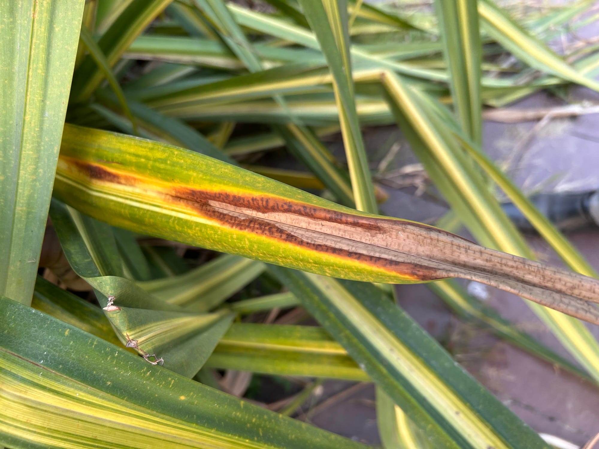 pandanus brown leaf tip