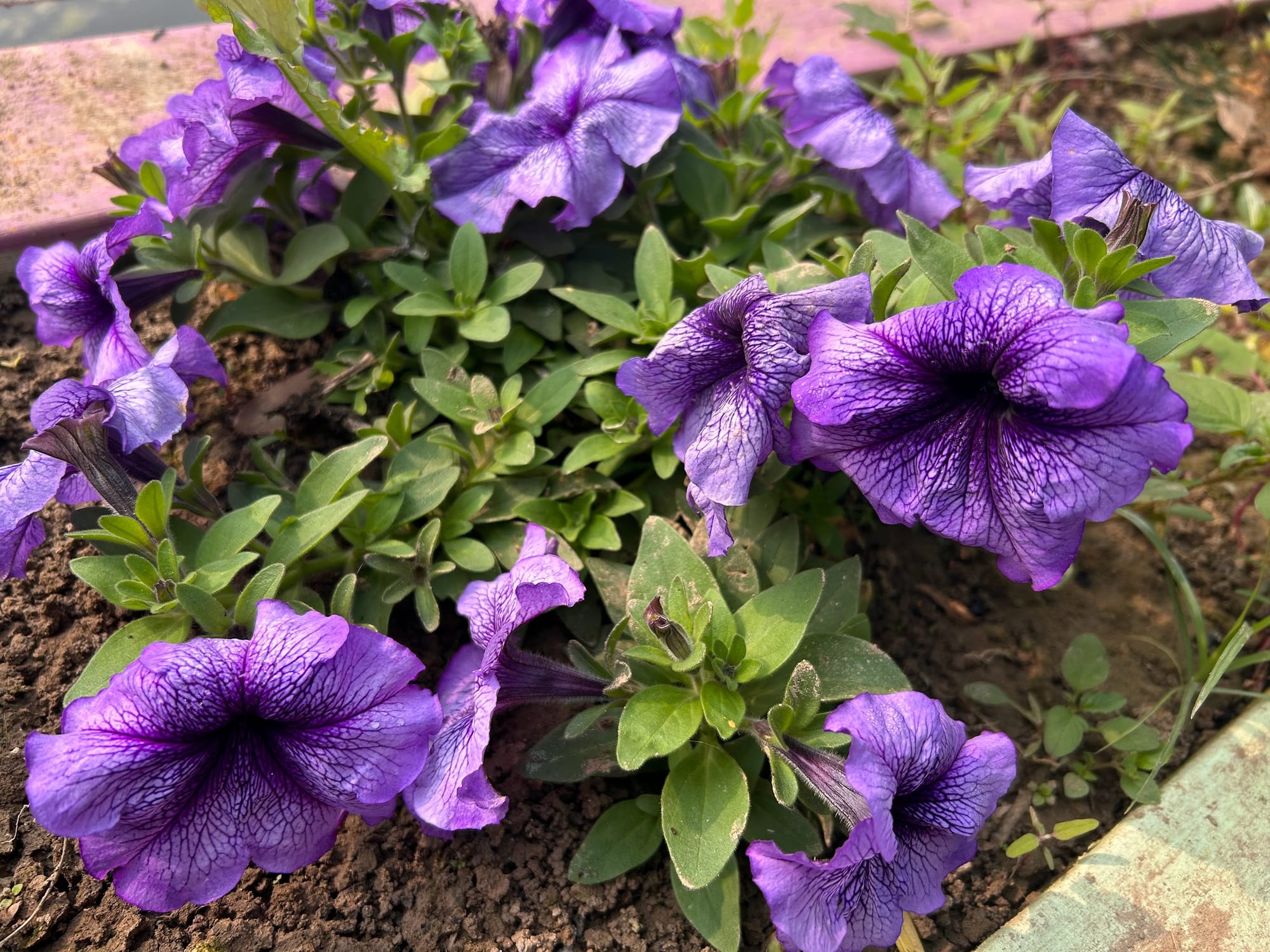 Petunia