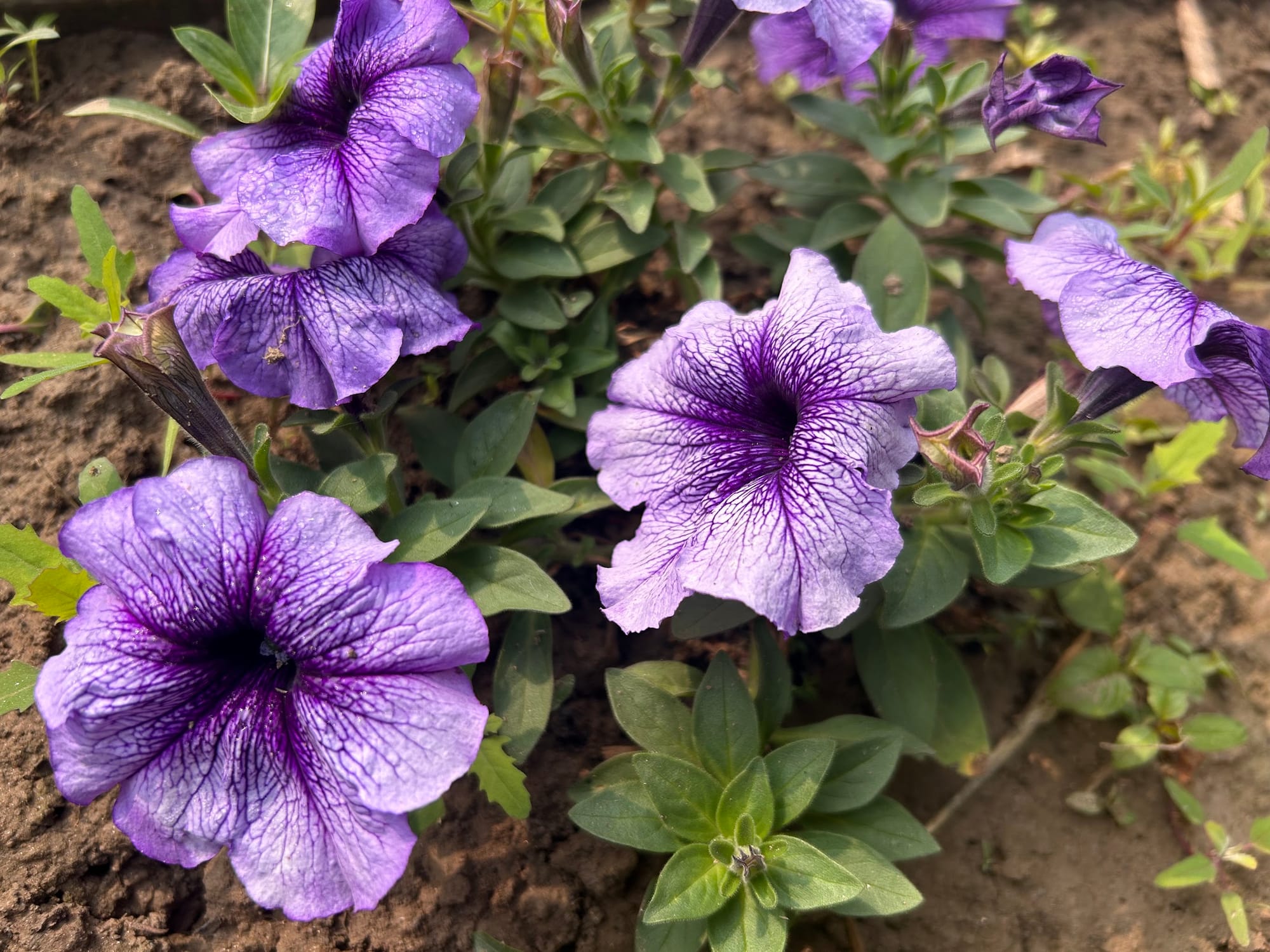 Petunia in Zone 7