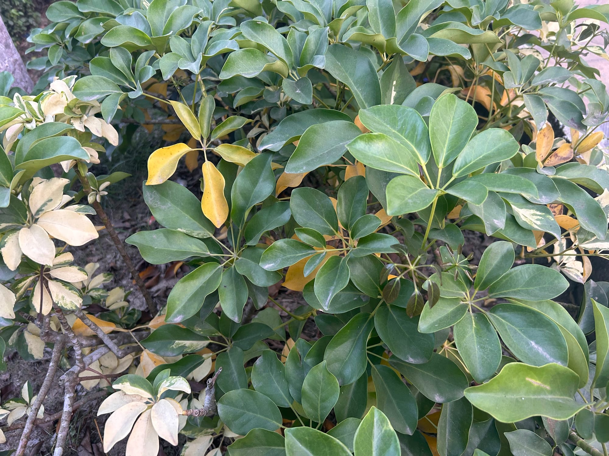 Umbrella plant leaf yellowing