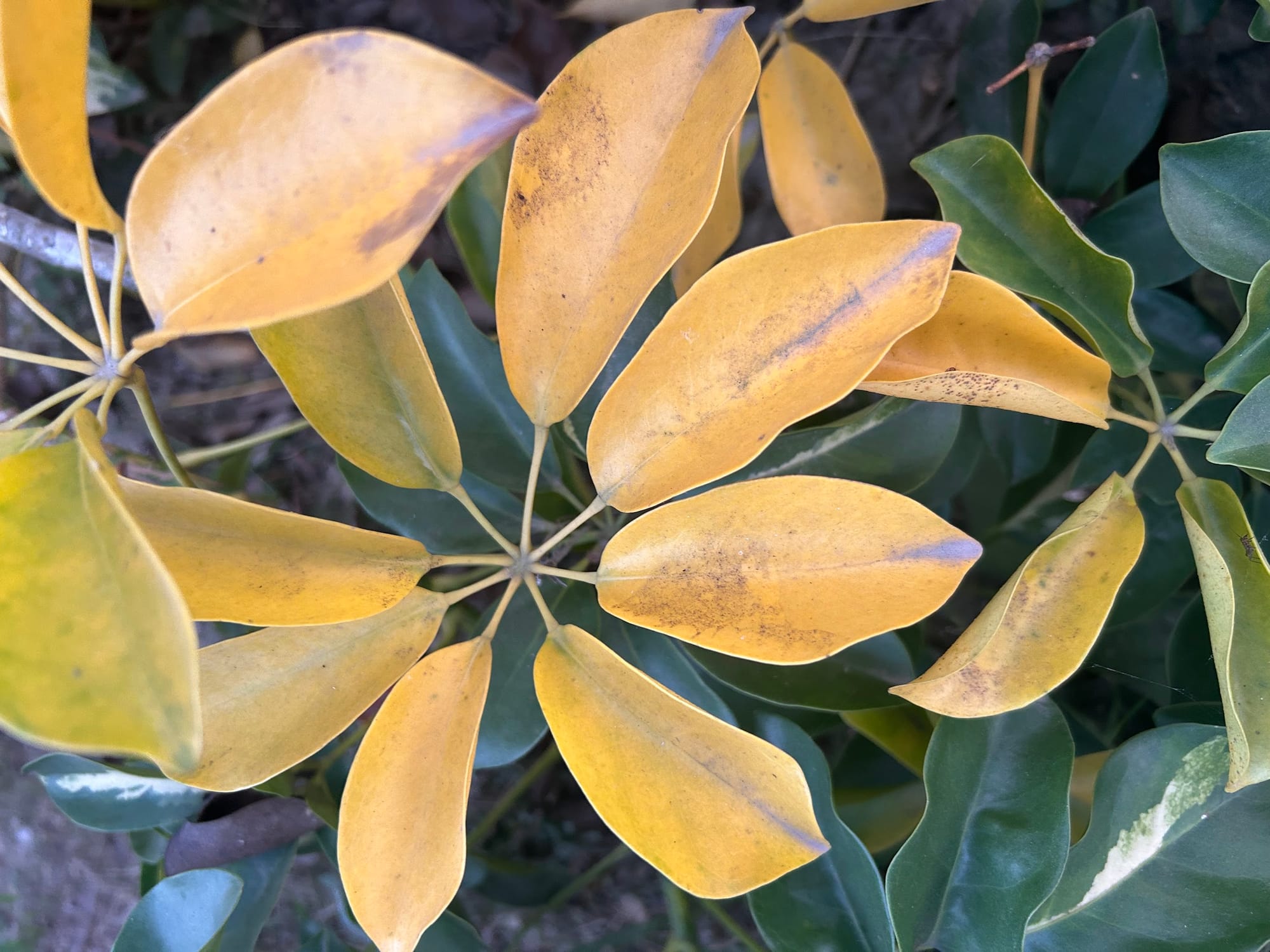 Umbrella plant yellow leaves