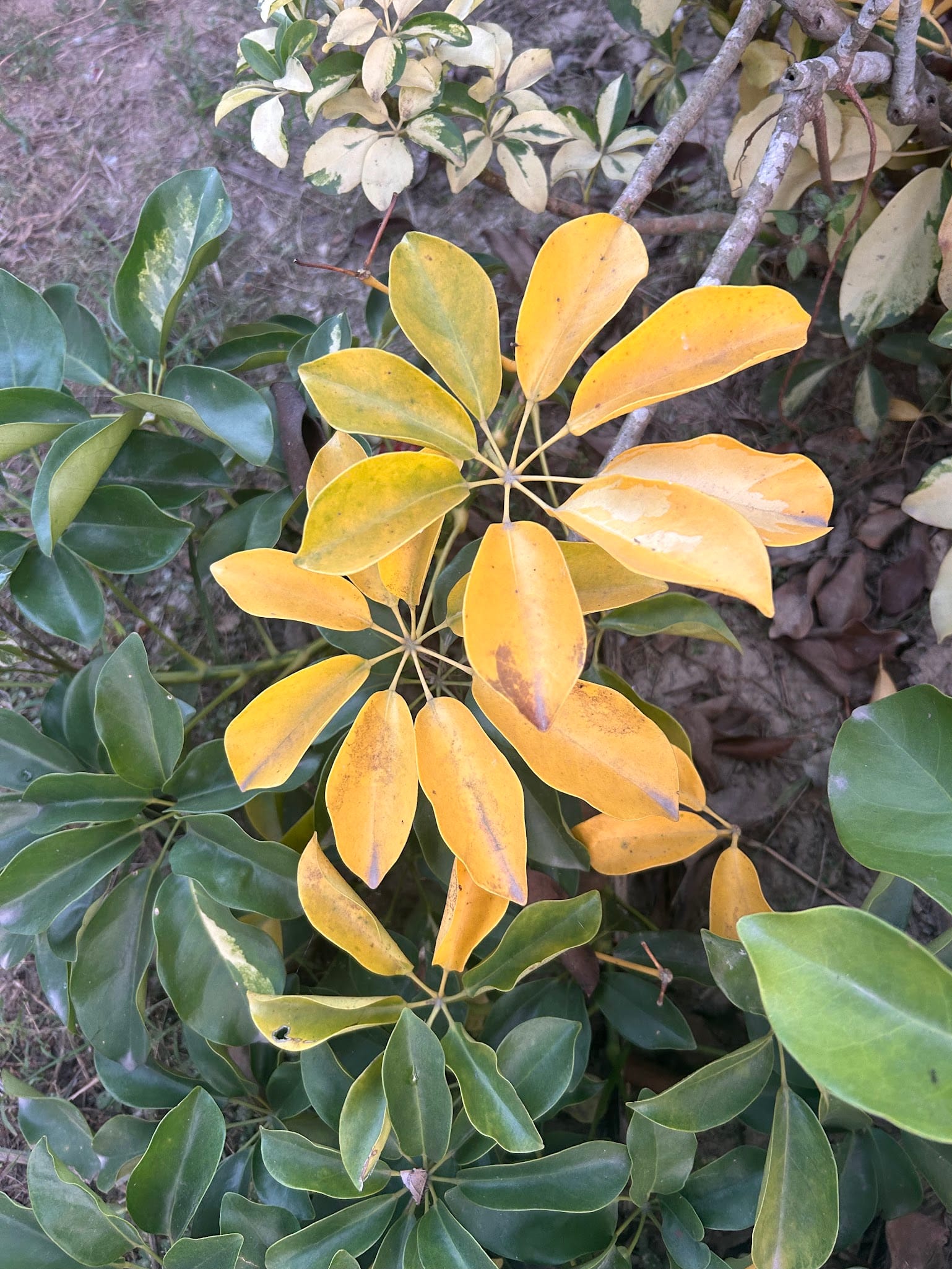 umbrella plant leaves turning yellow