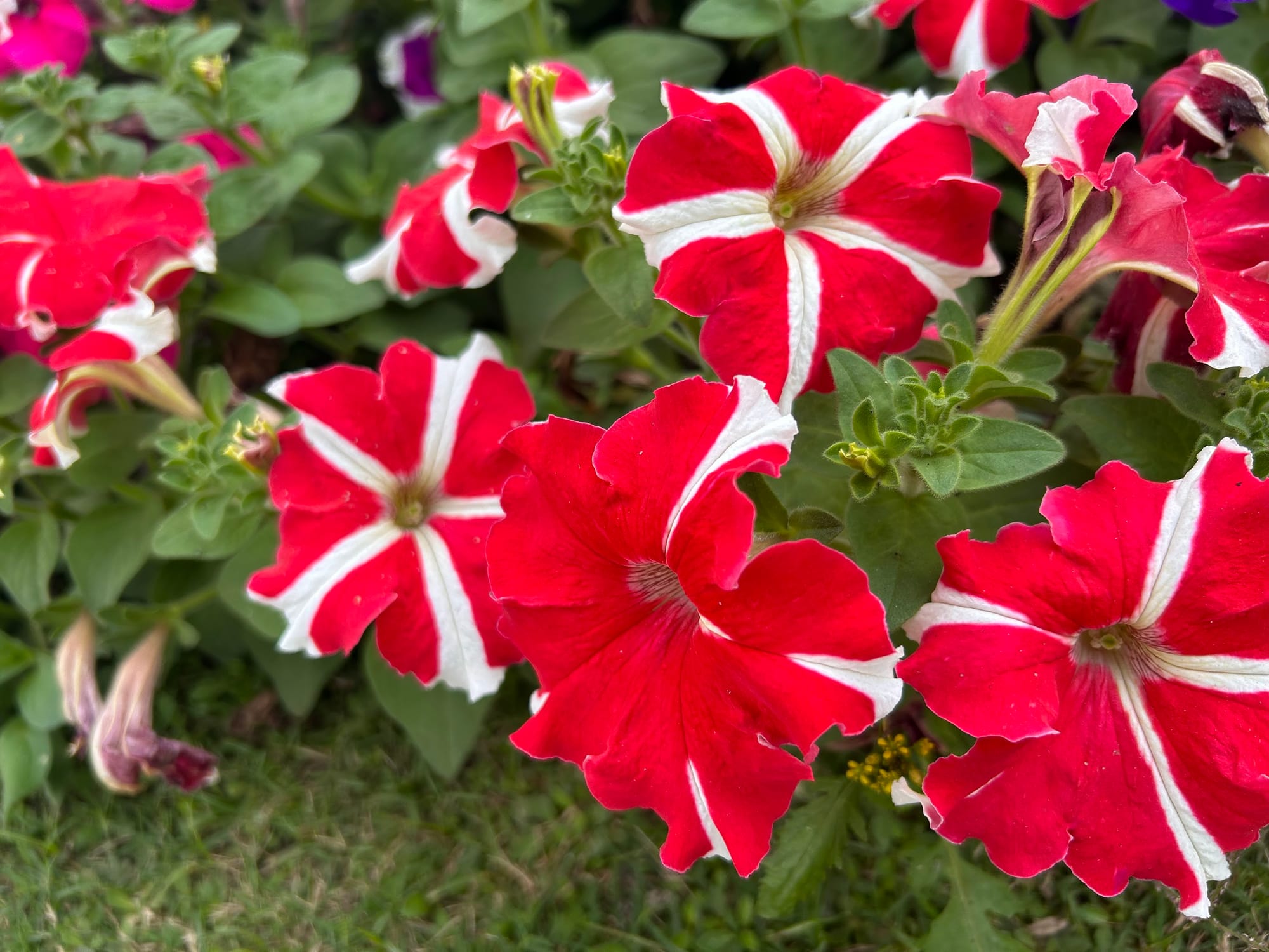 Bi colored petunia