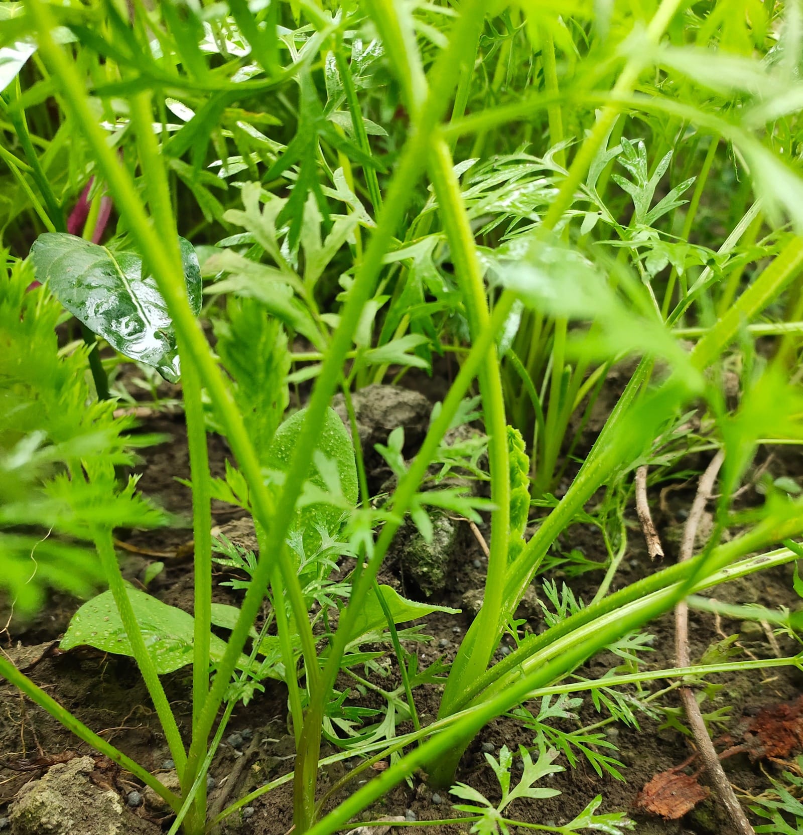 Carrots Plant