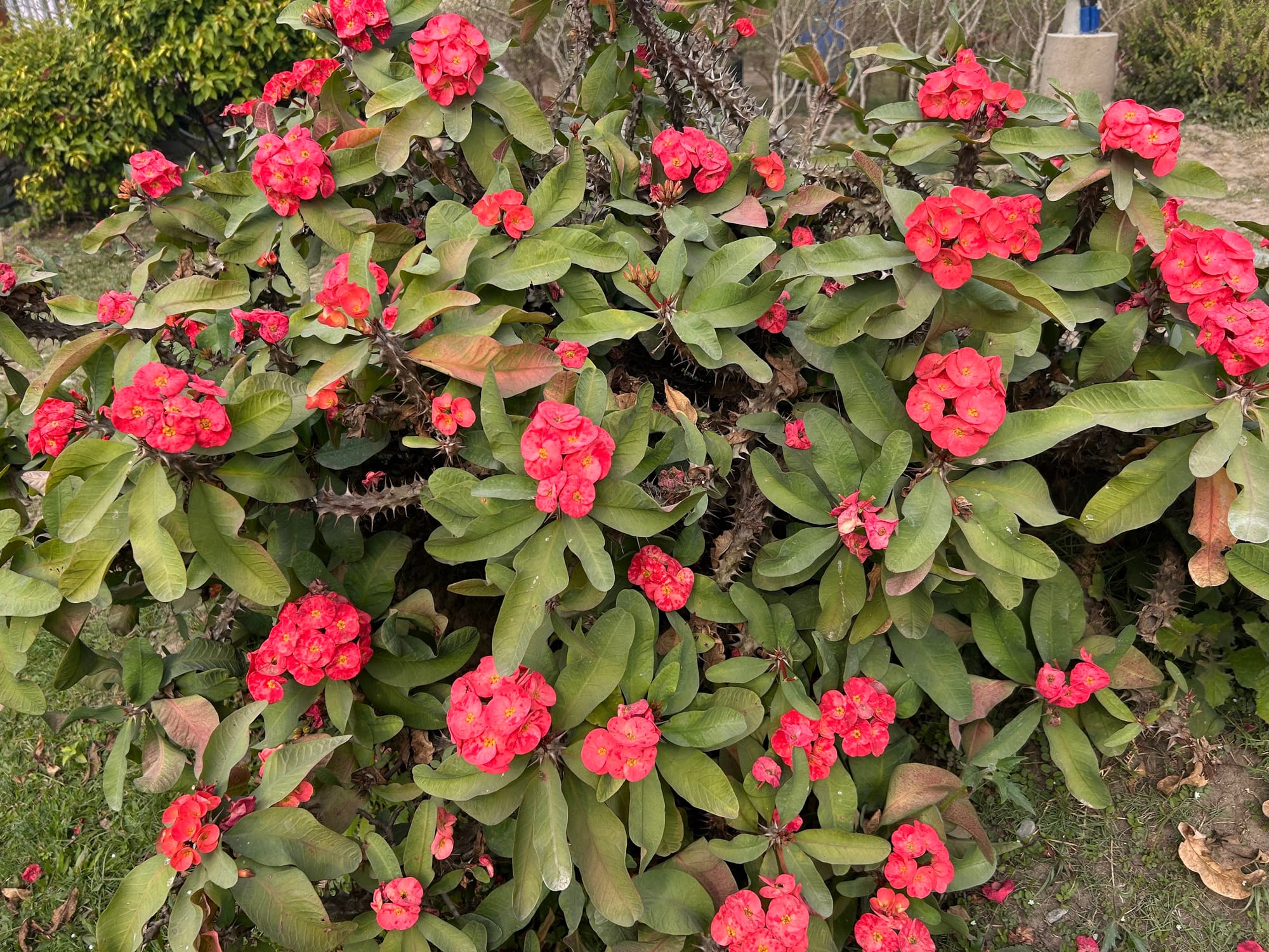 Crown of thorns in Florida