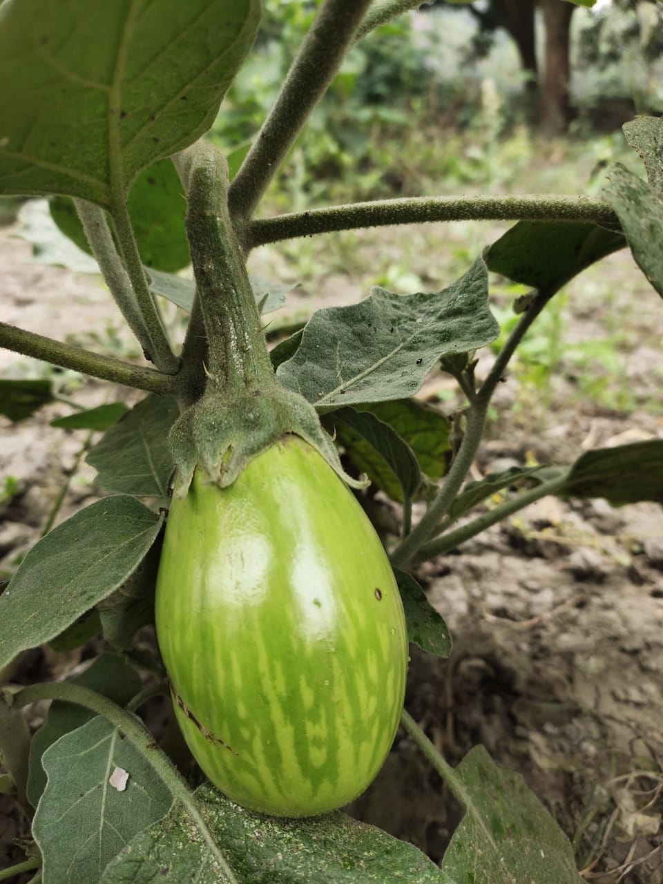 Eggplant