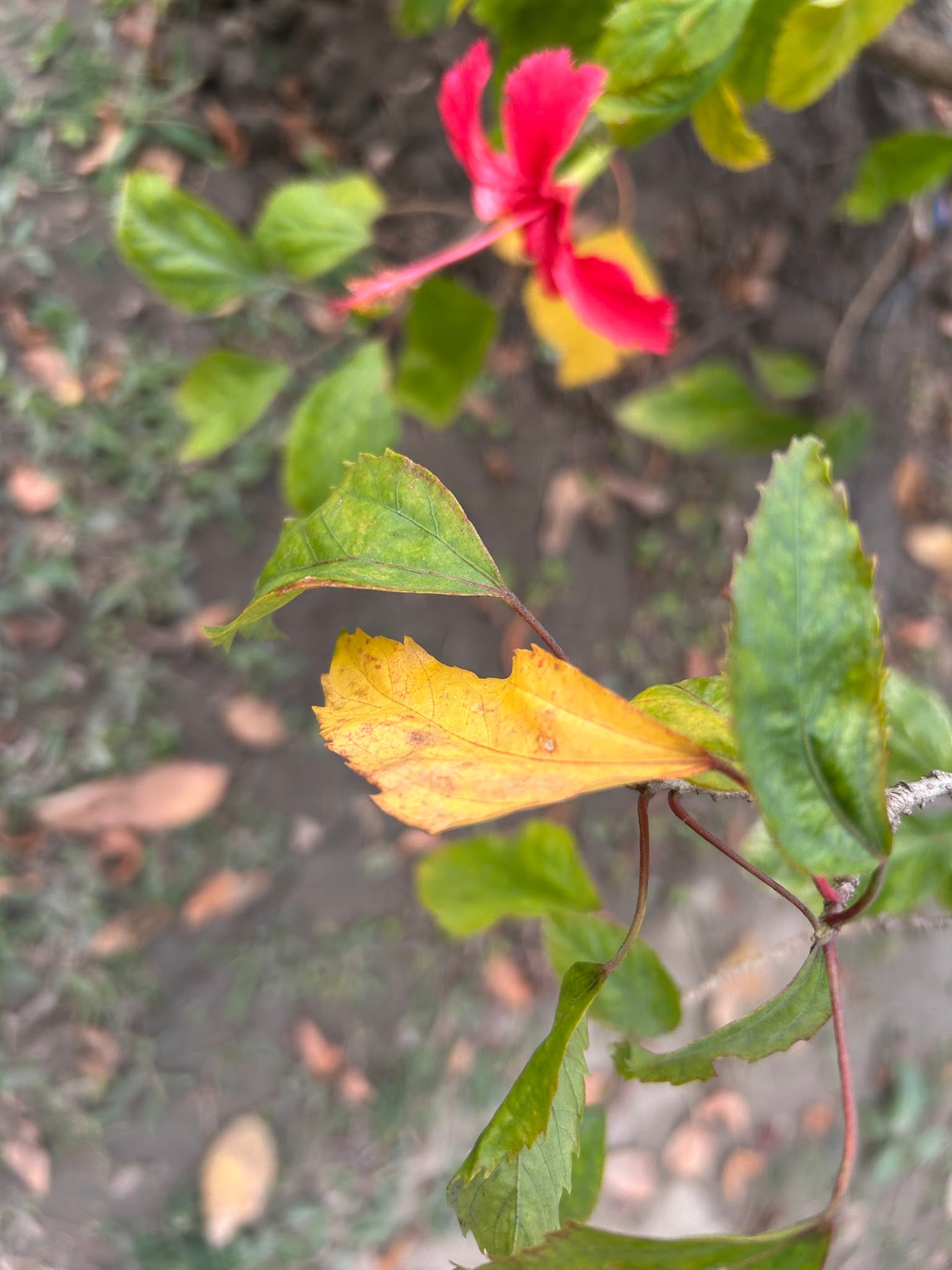 Hibiscus yellow leaf due to underwatering