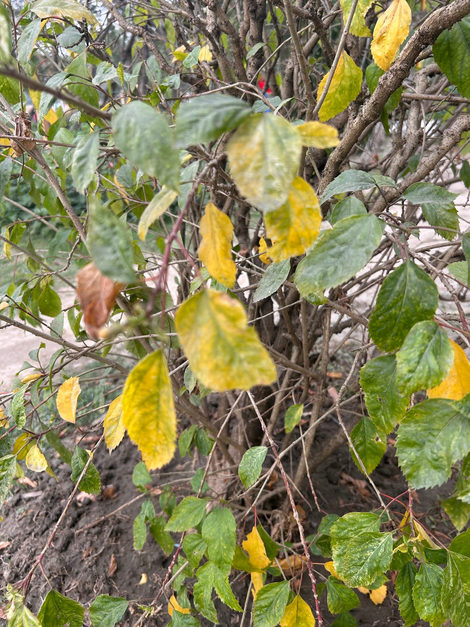 Hibiscus yellow leaves due to imbalanced fertilization