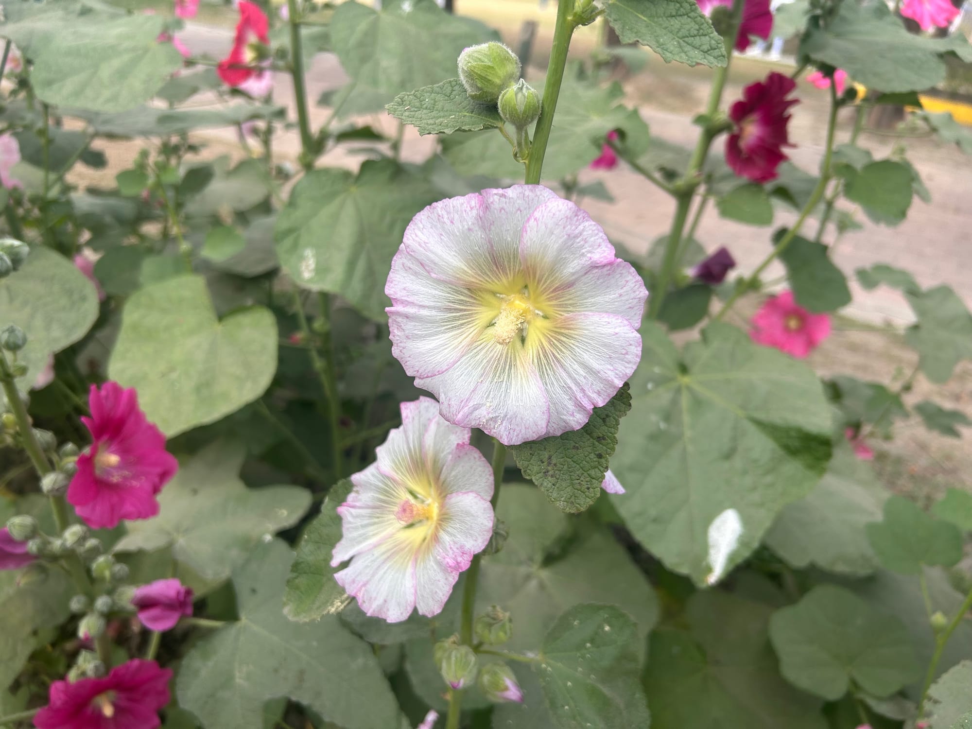 Hollyhock with yellow center