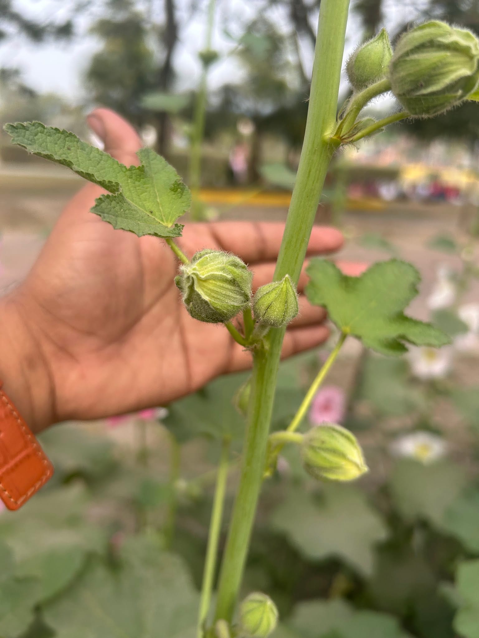 Hollyhocks buds