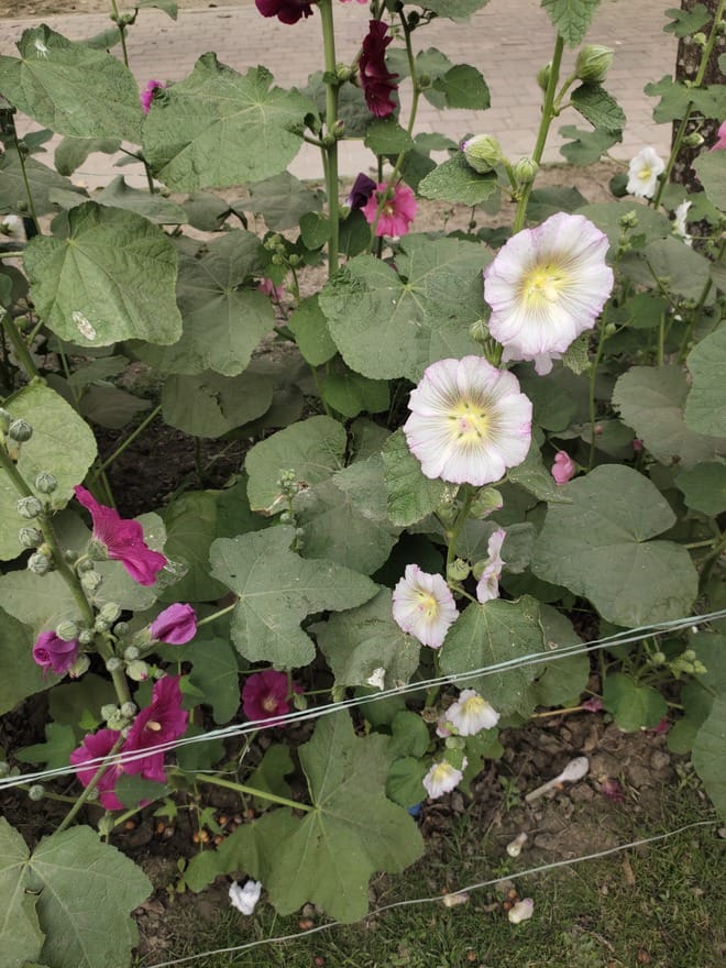 Hollyhocks