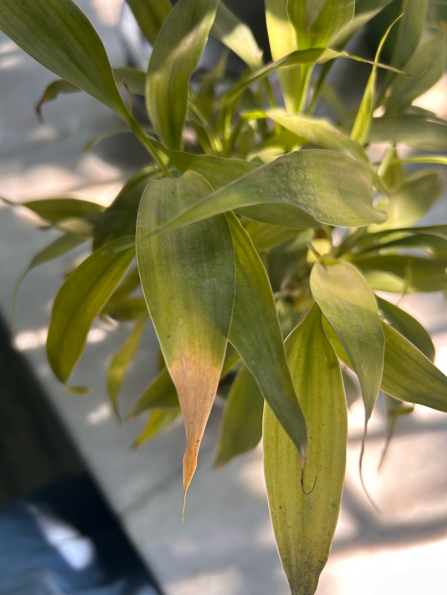 Lucky Bamboo Tips Turning Brown