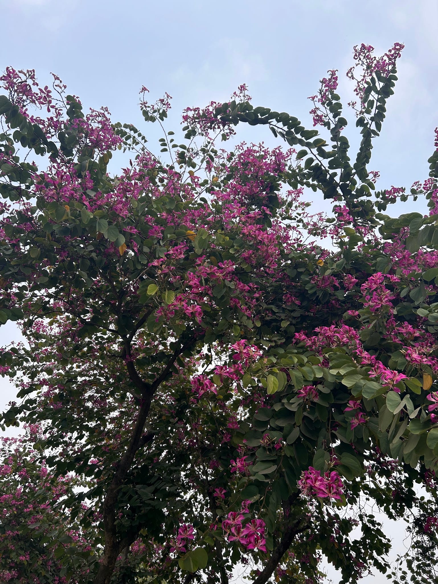 Orchid Tree full of flowers