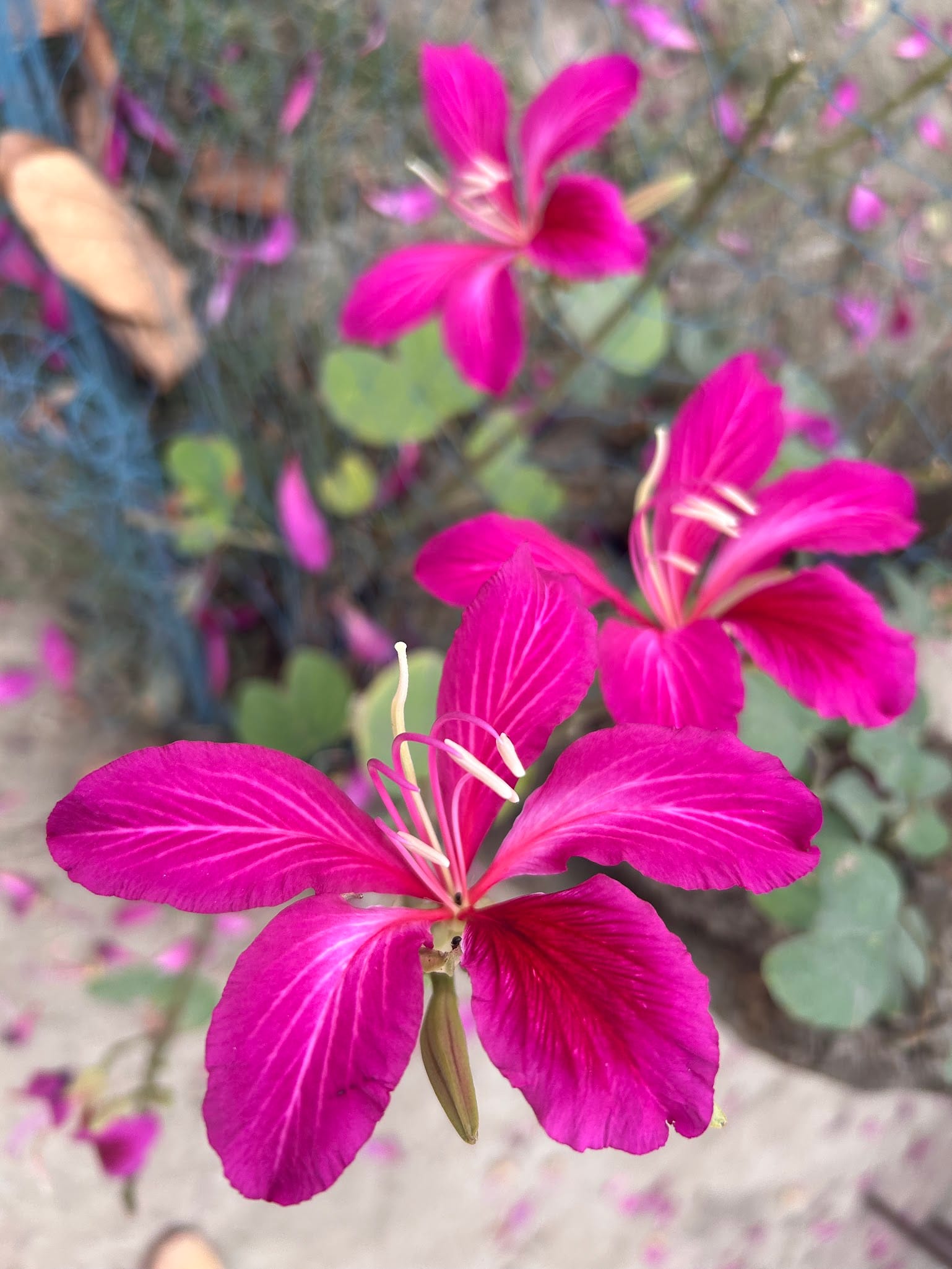 Purple orchid tree flower