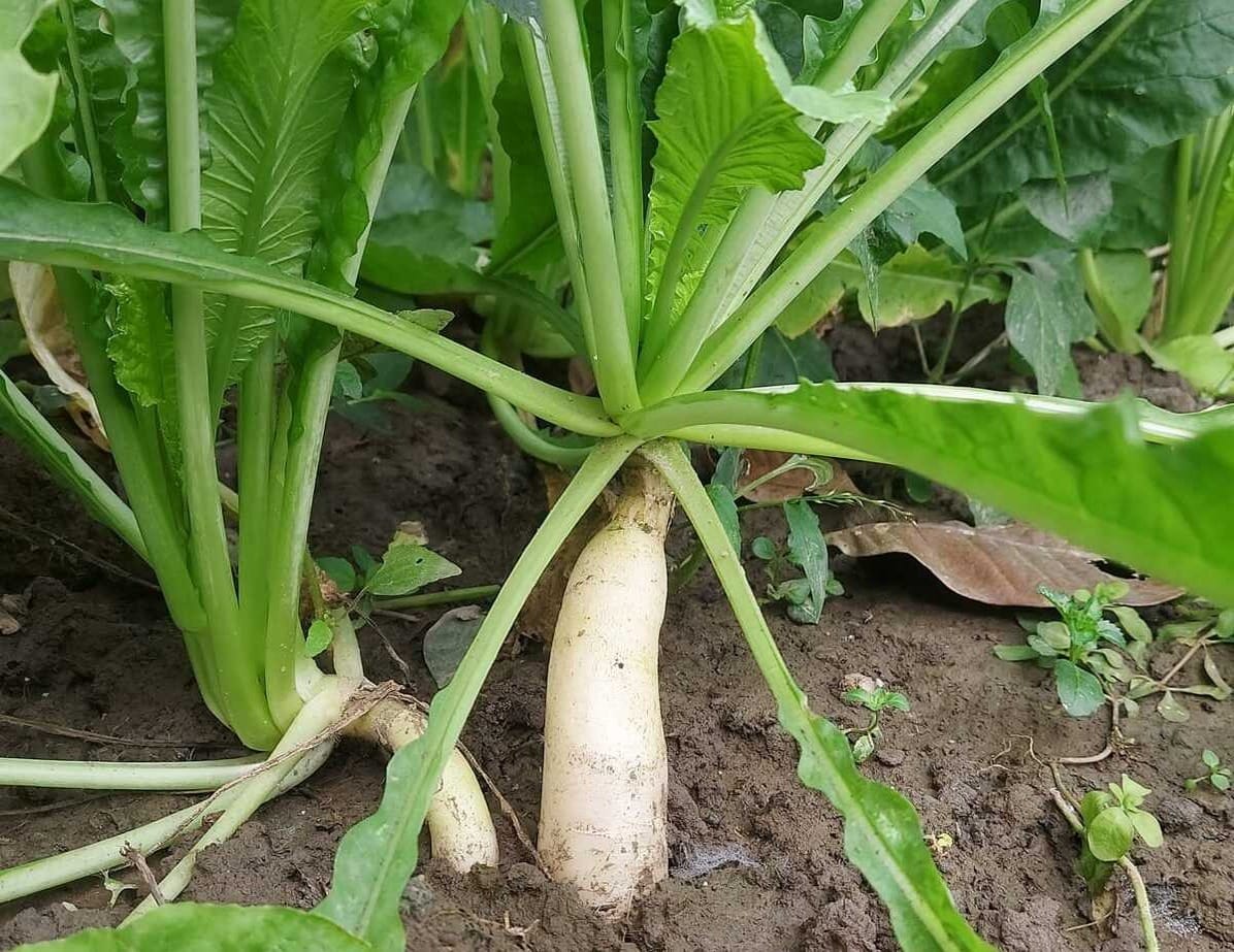 White Radish