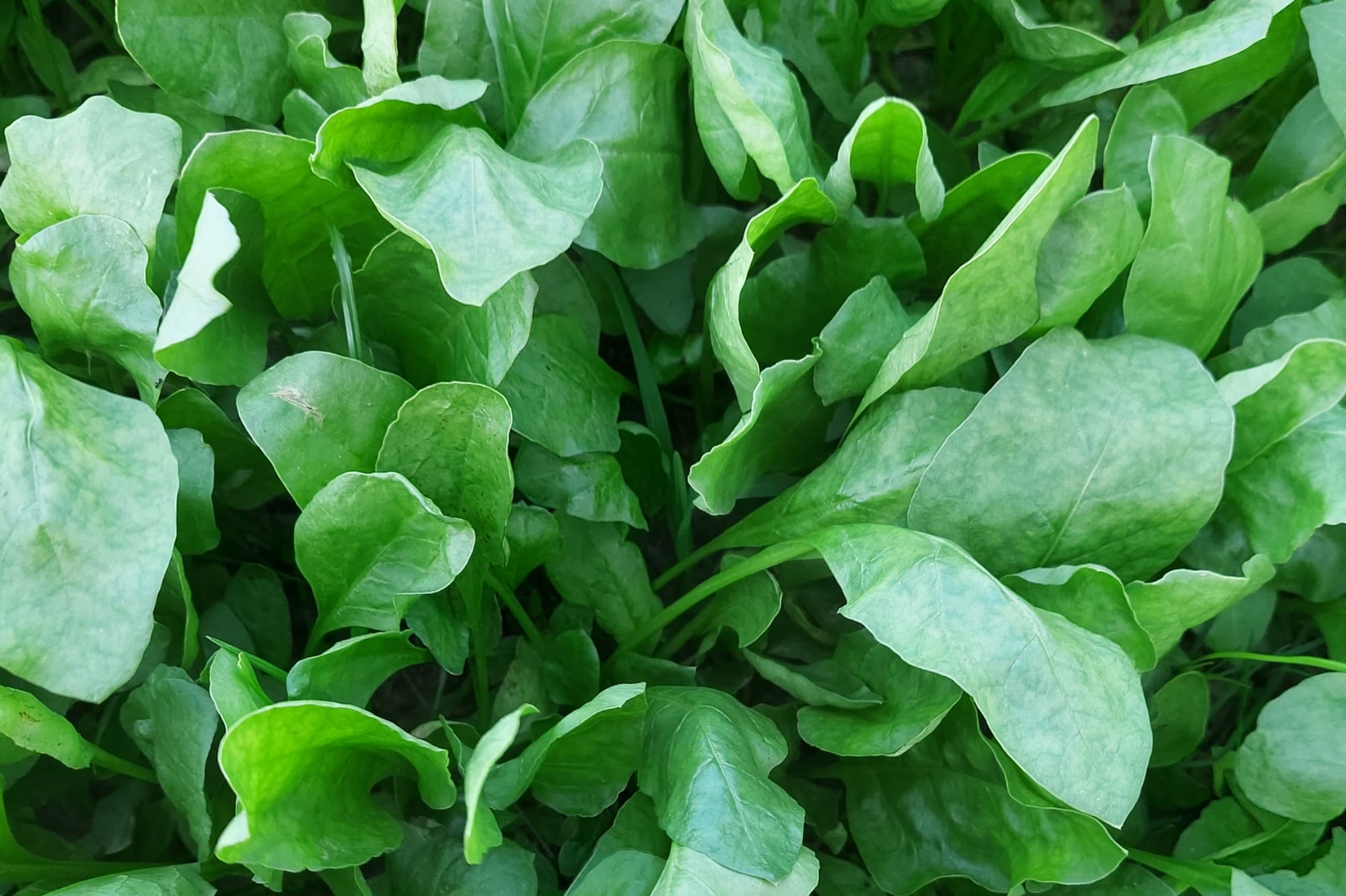 Spinach