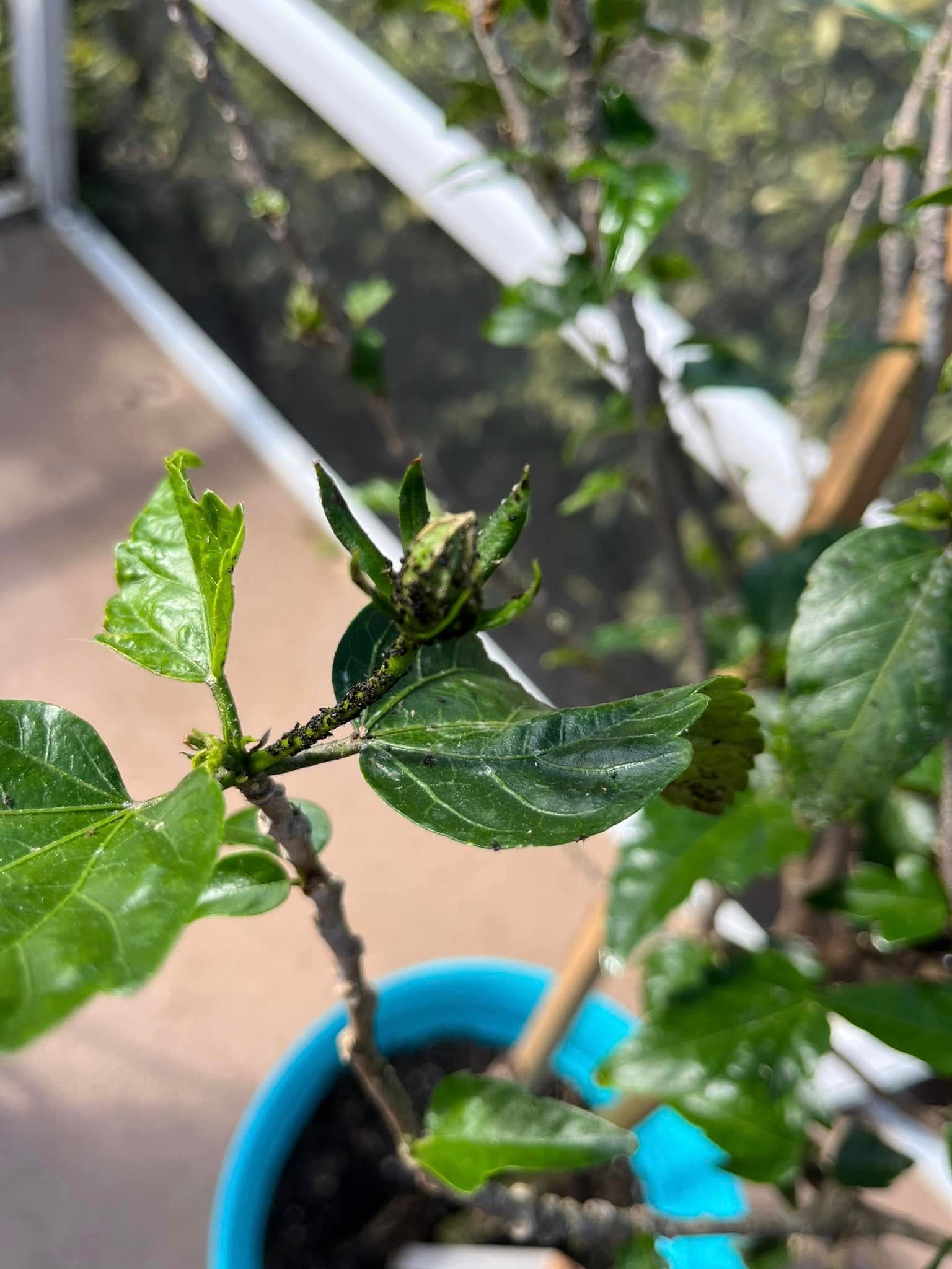 Aphids on hibiscus