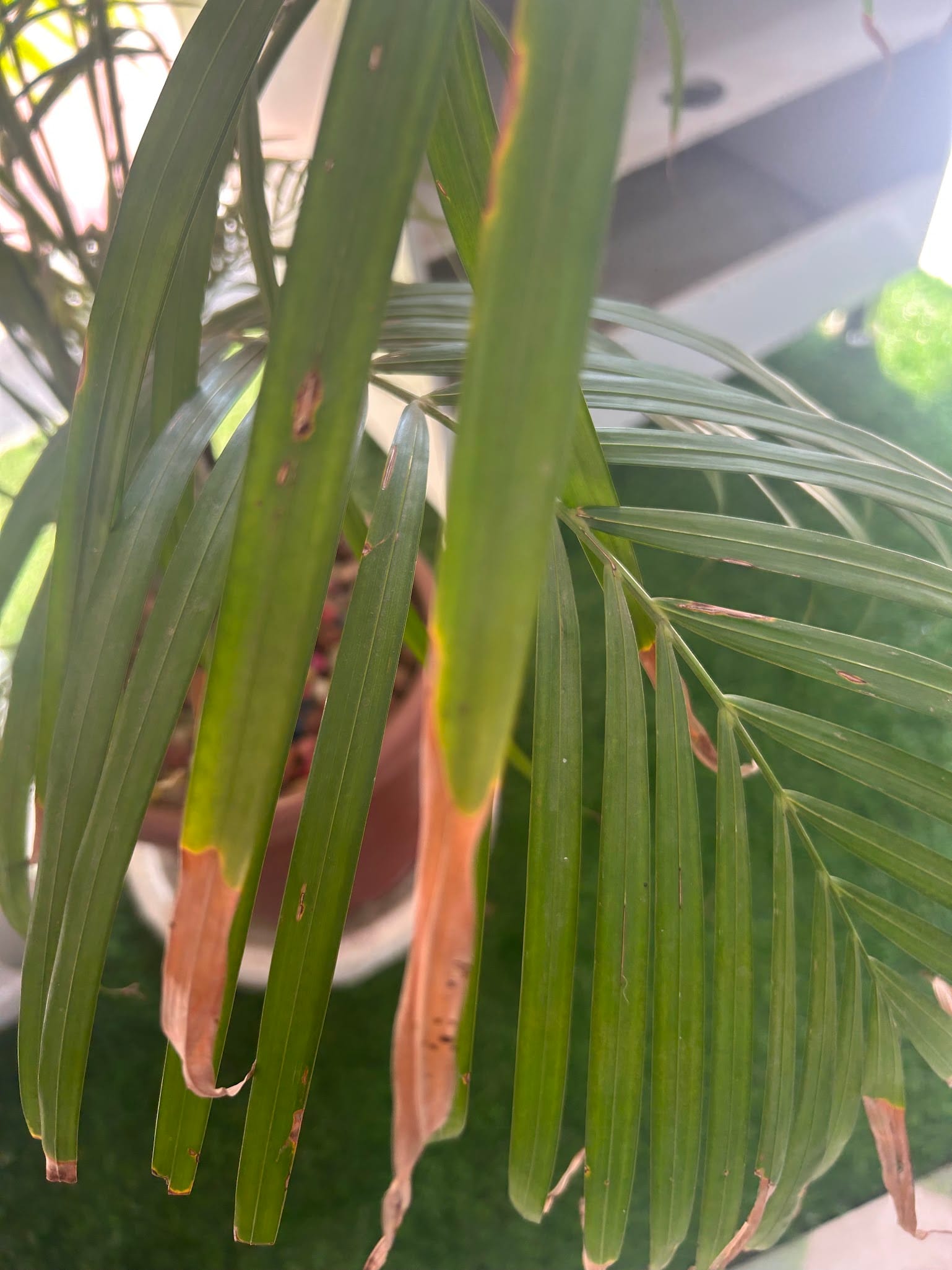 areca palm leaf tips turning brown