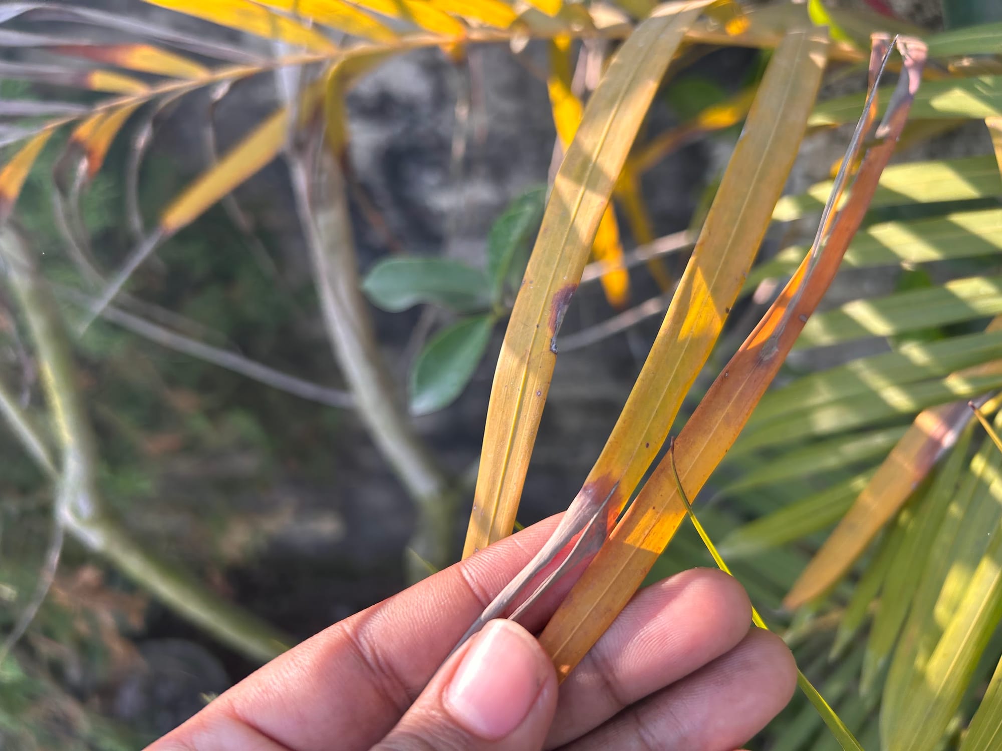 Areca palm yellow and brown leaf tip