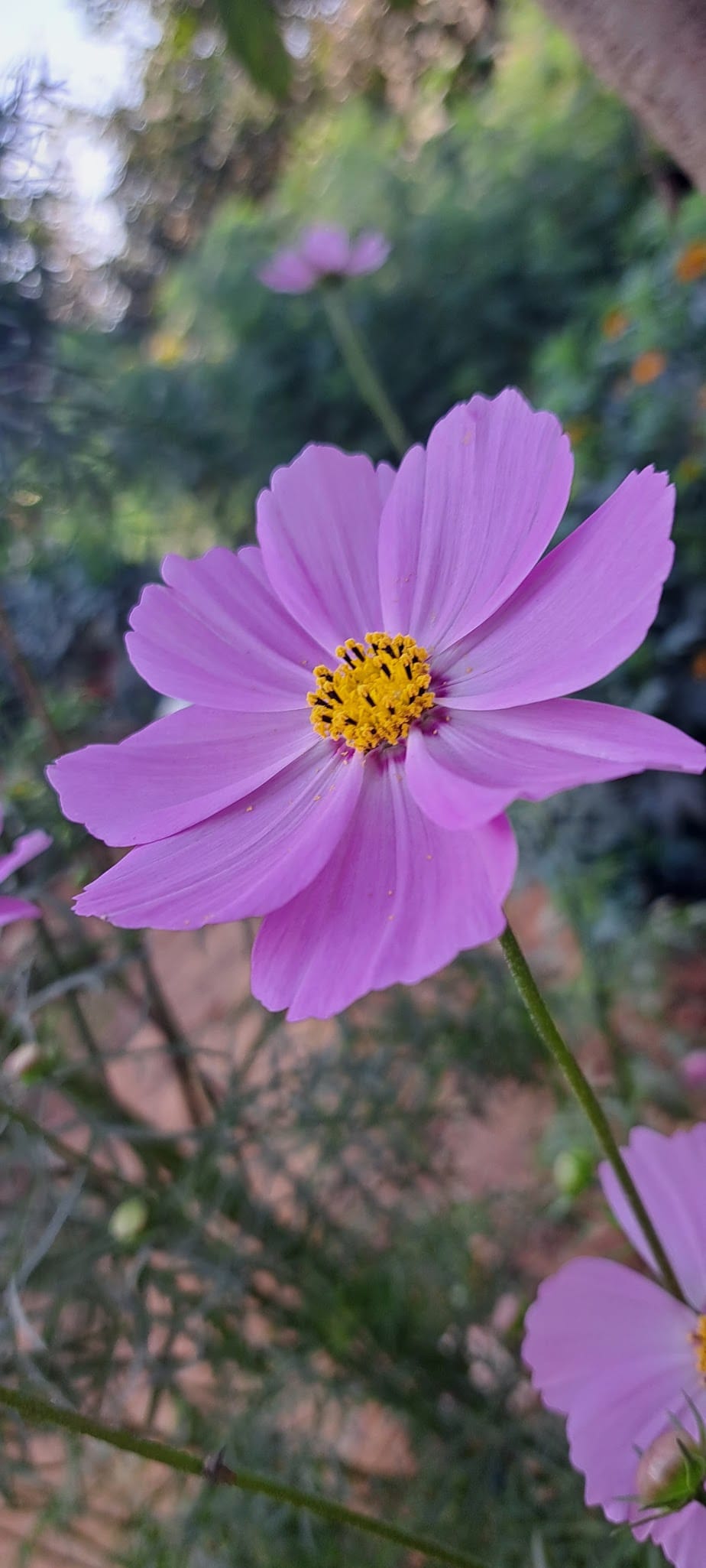 Cosmos in Florida