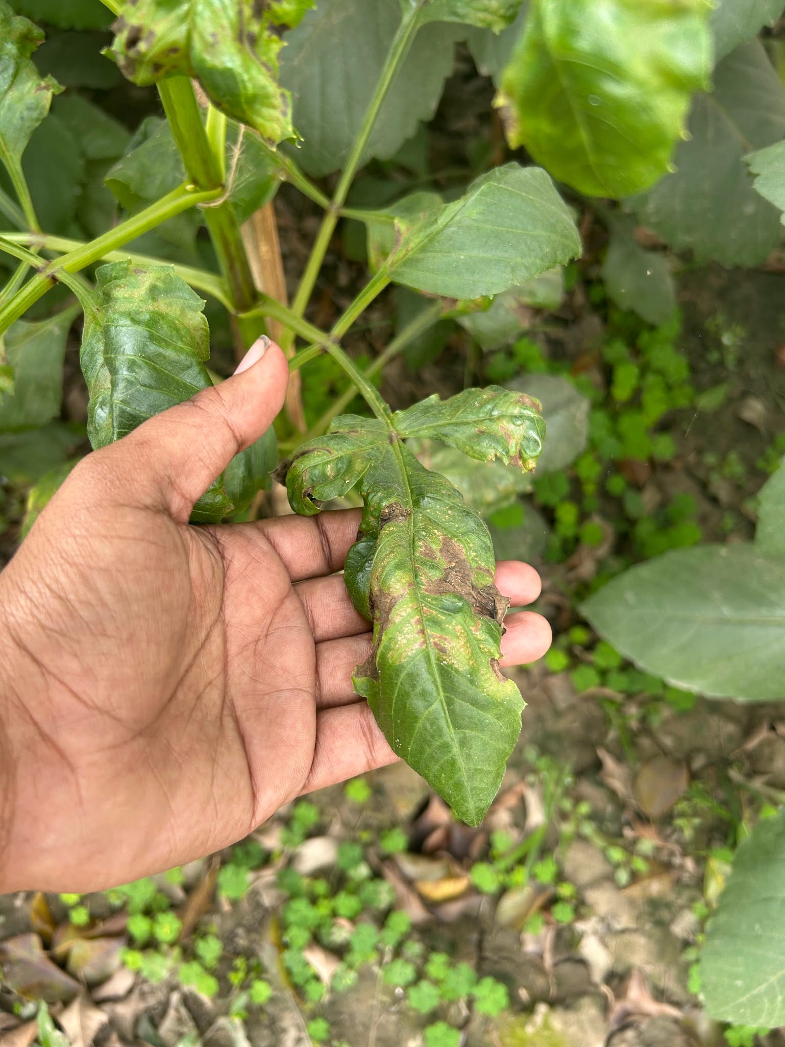 Dahlia Leaves are curling