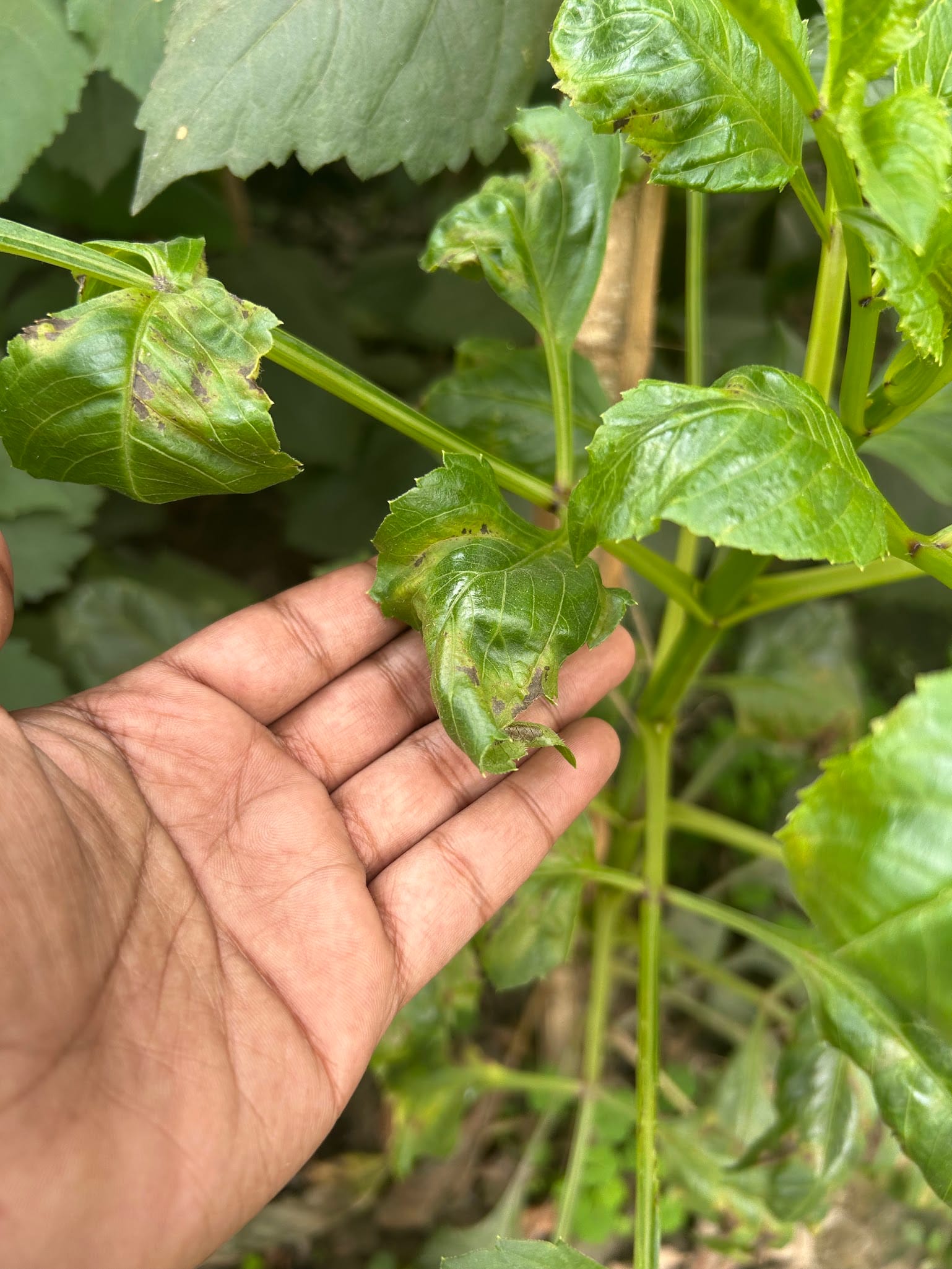 dahlia leaves curling