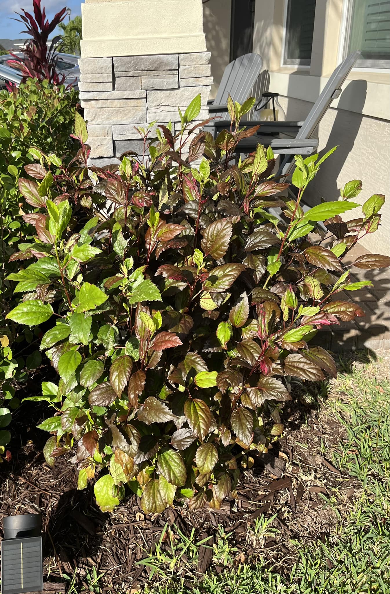 hibiscus is not blooming