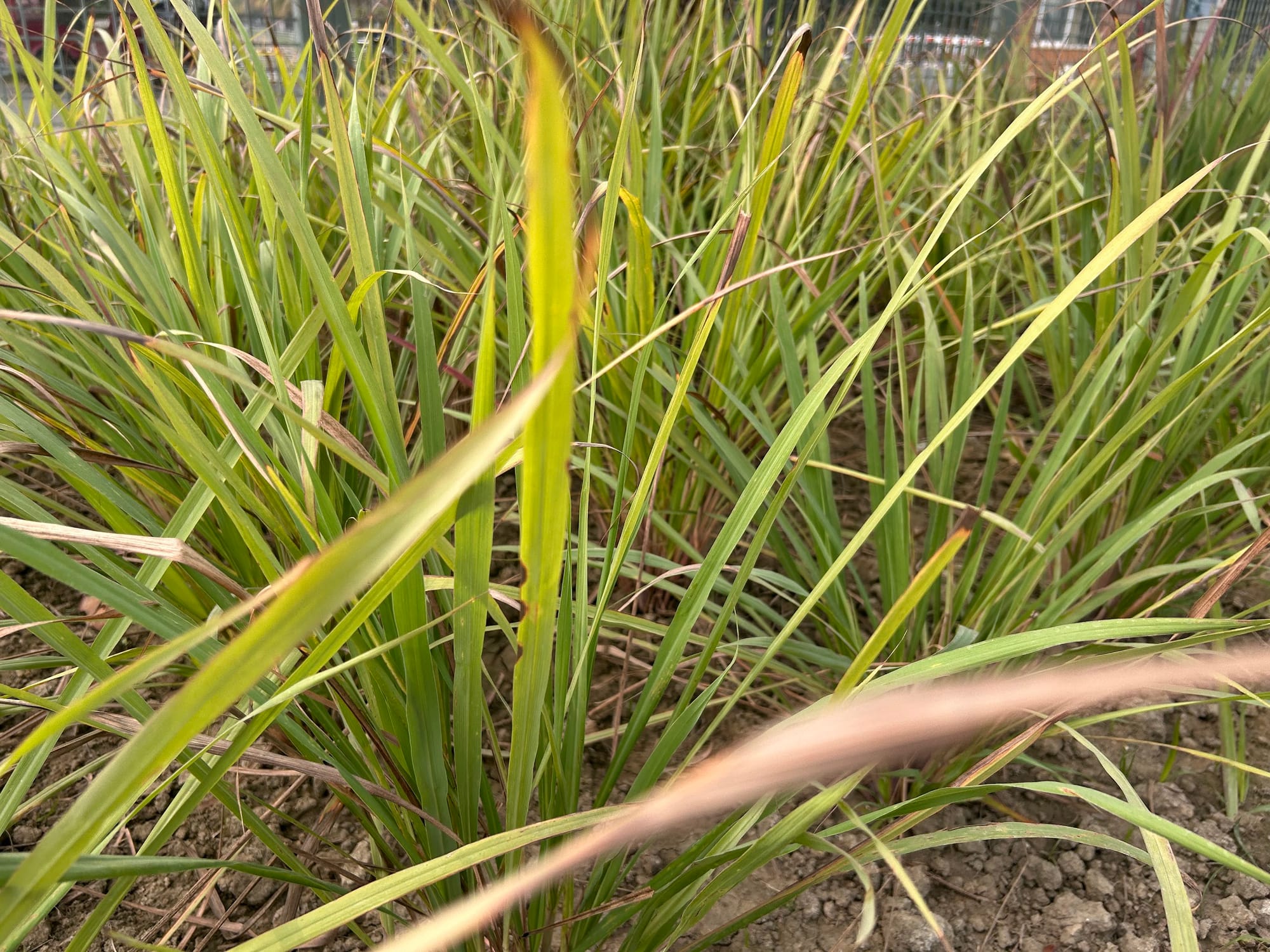 Lemon grass in Florida