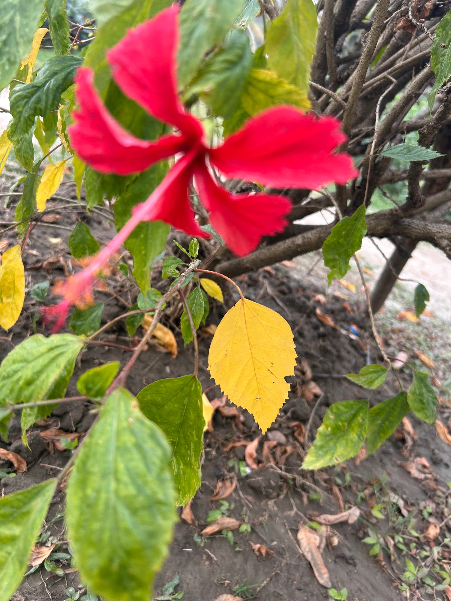 Hibiscus leaf yellow