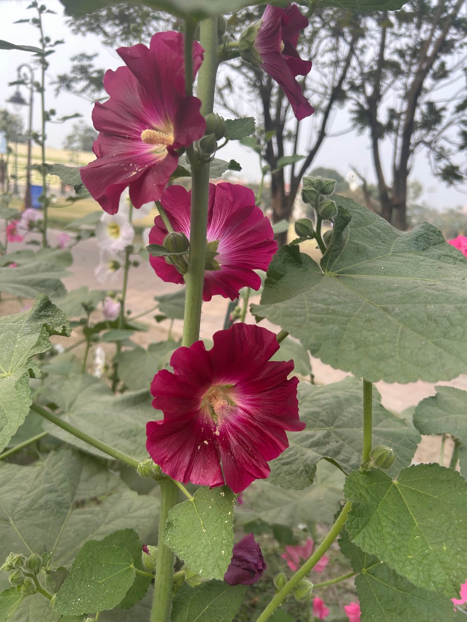 Single petal red hollyhocks