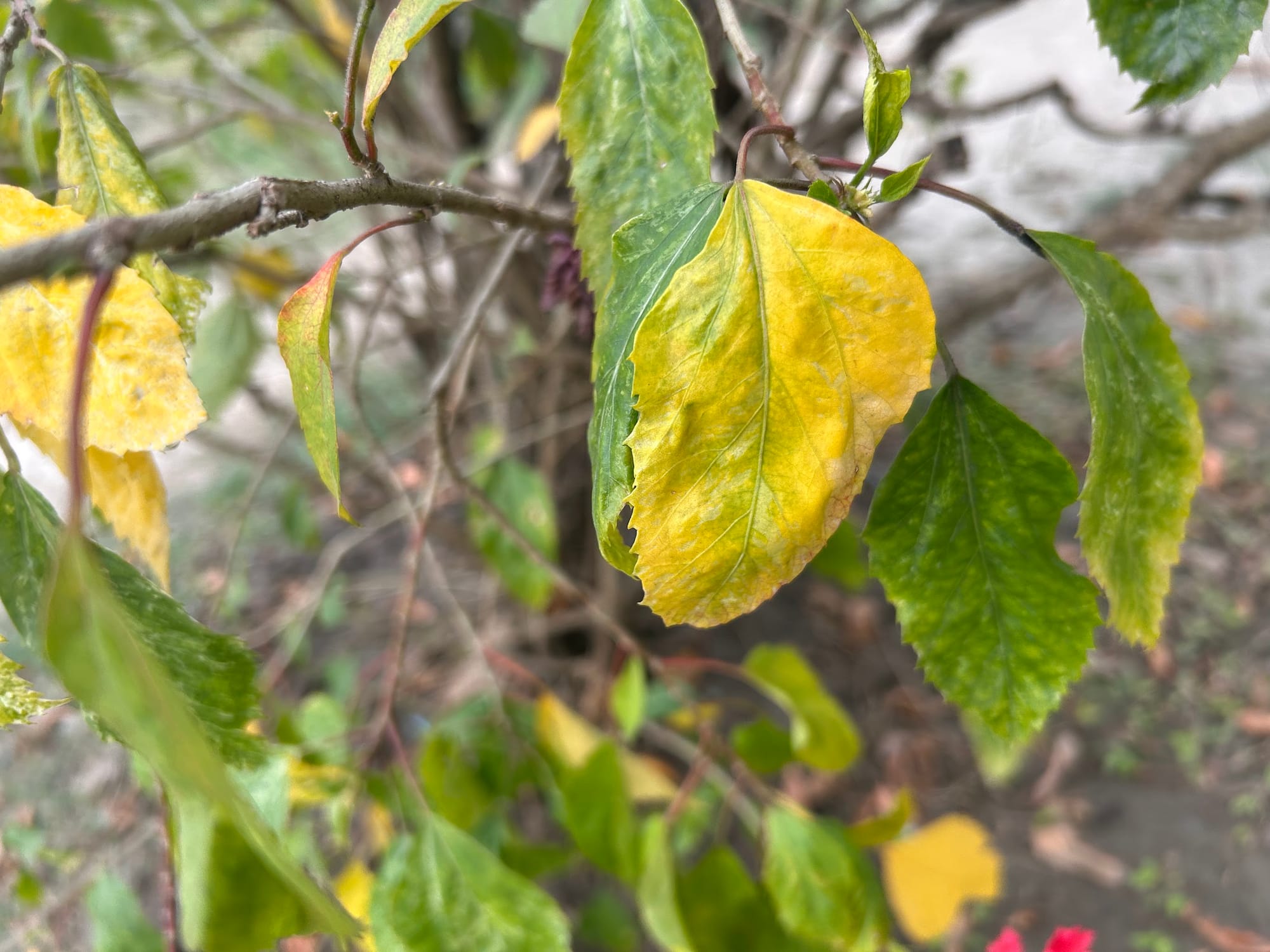 yellow leaves on hibiscus