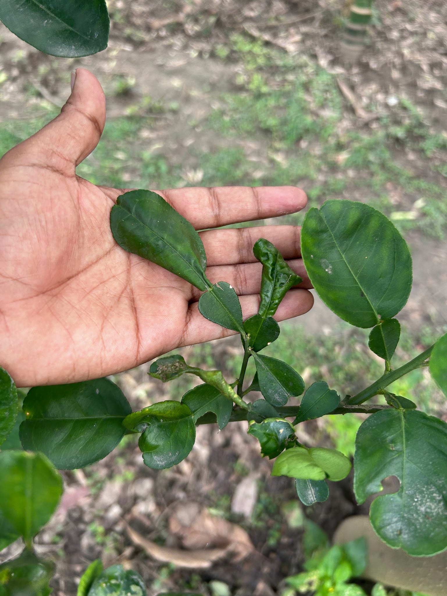 Citrus Leaves Curling