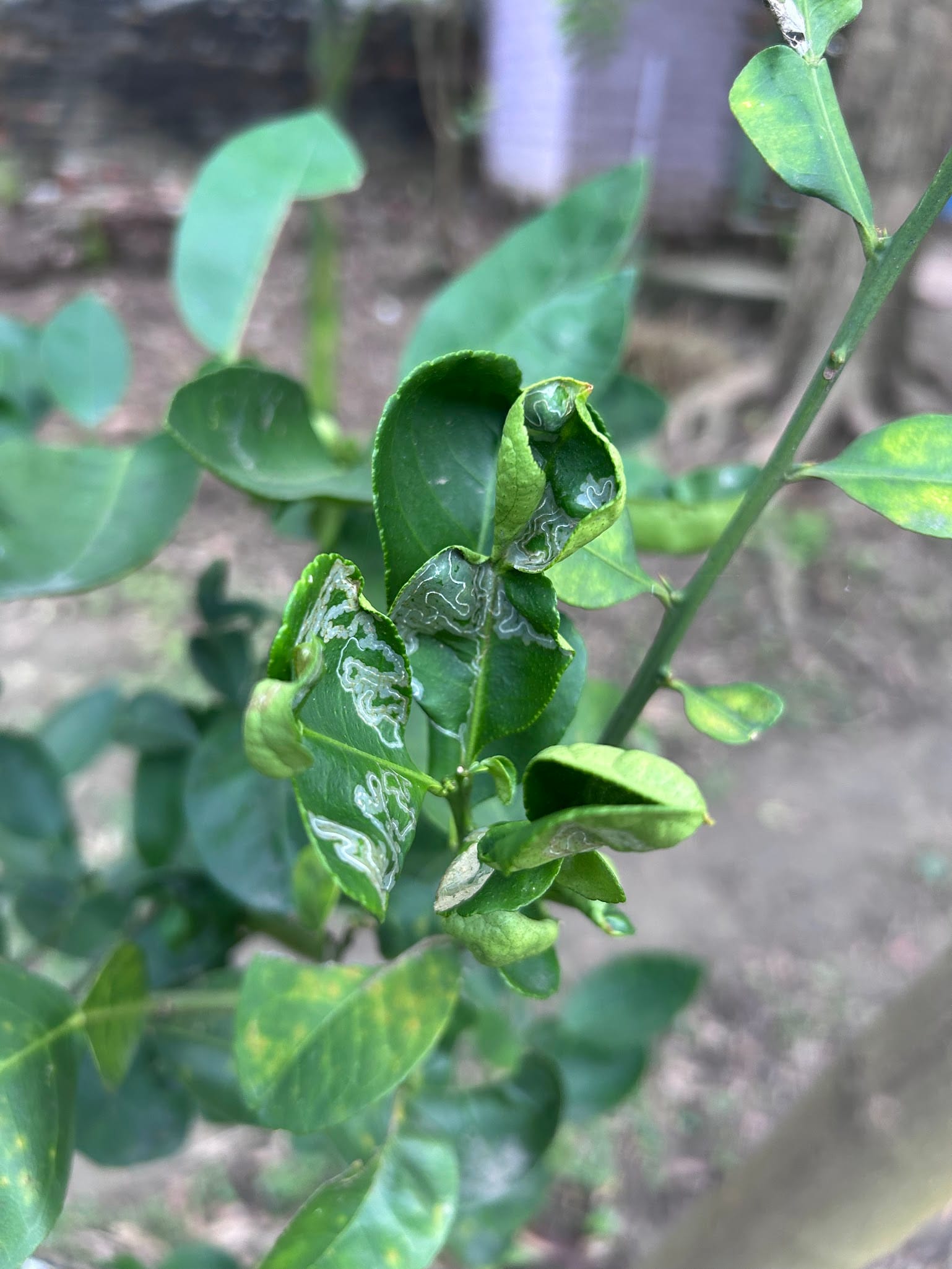 Citrus leaves curling due to leaf miner