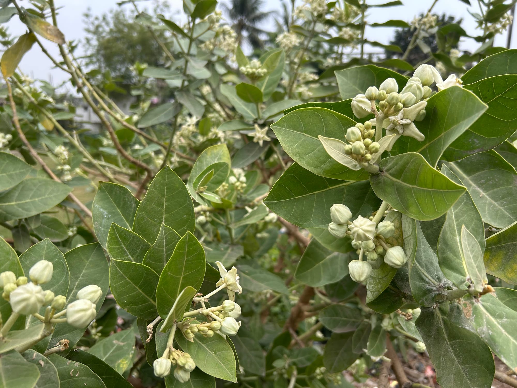 Giant Milkweed Buds