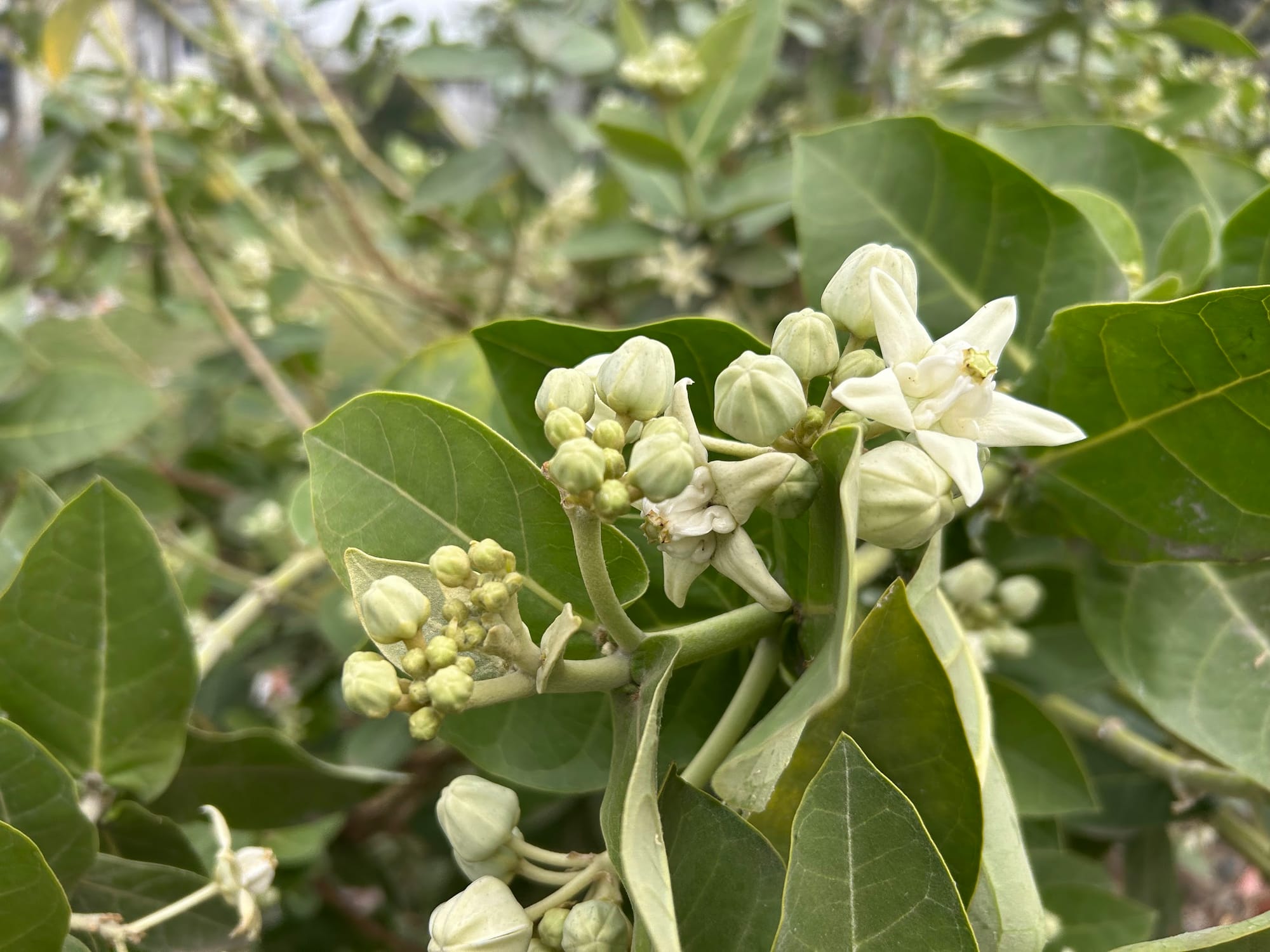 Giant Milkweed in Florida