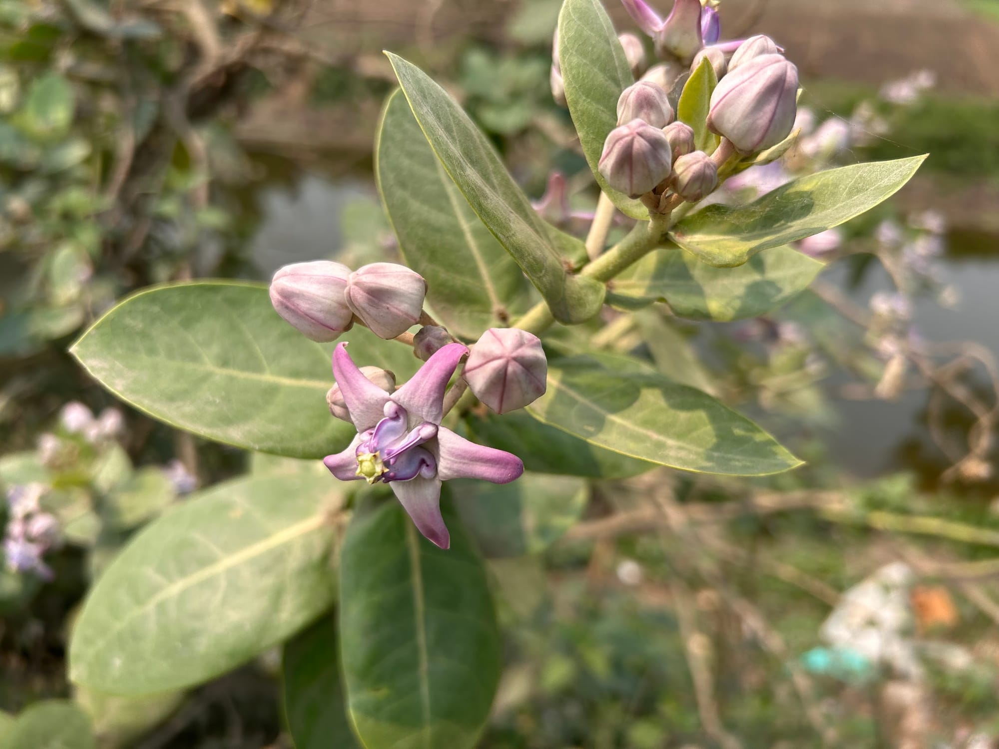 Purple Giant Milkweed