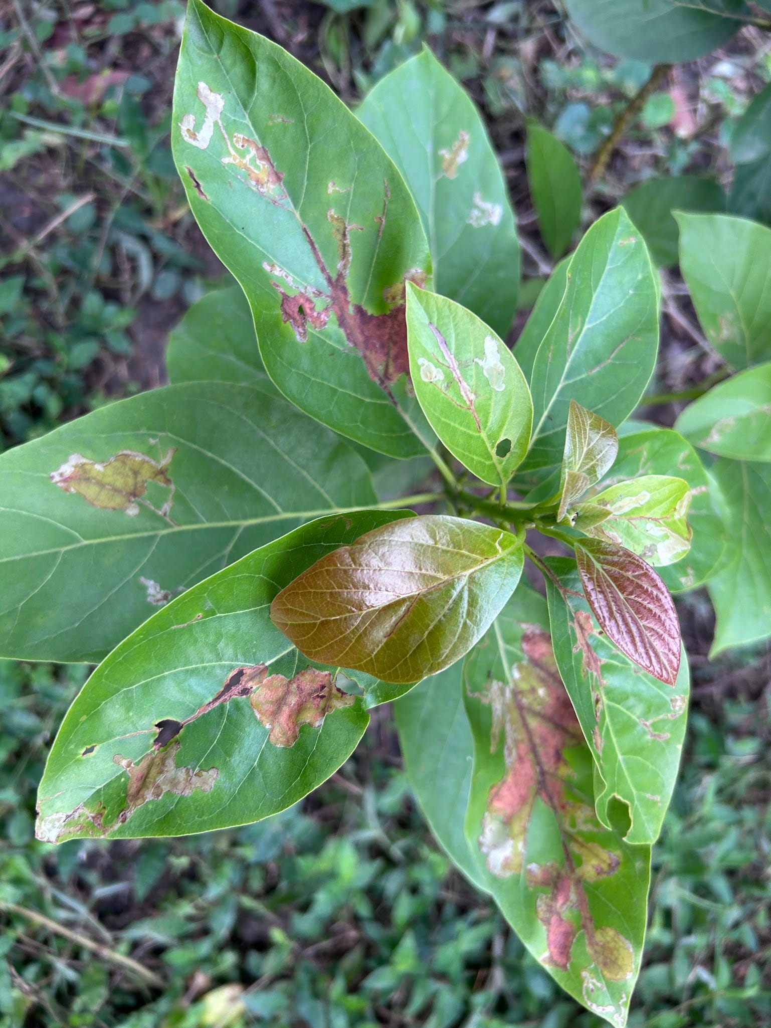 Brown spots on Avocado leaves