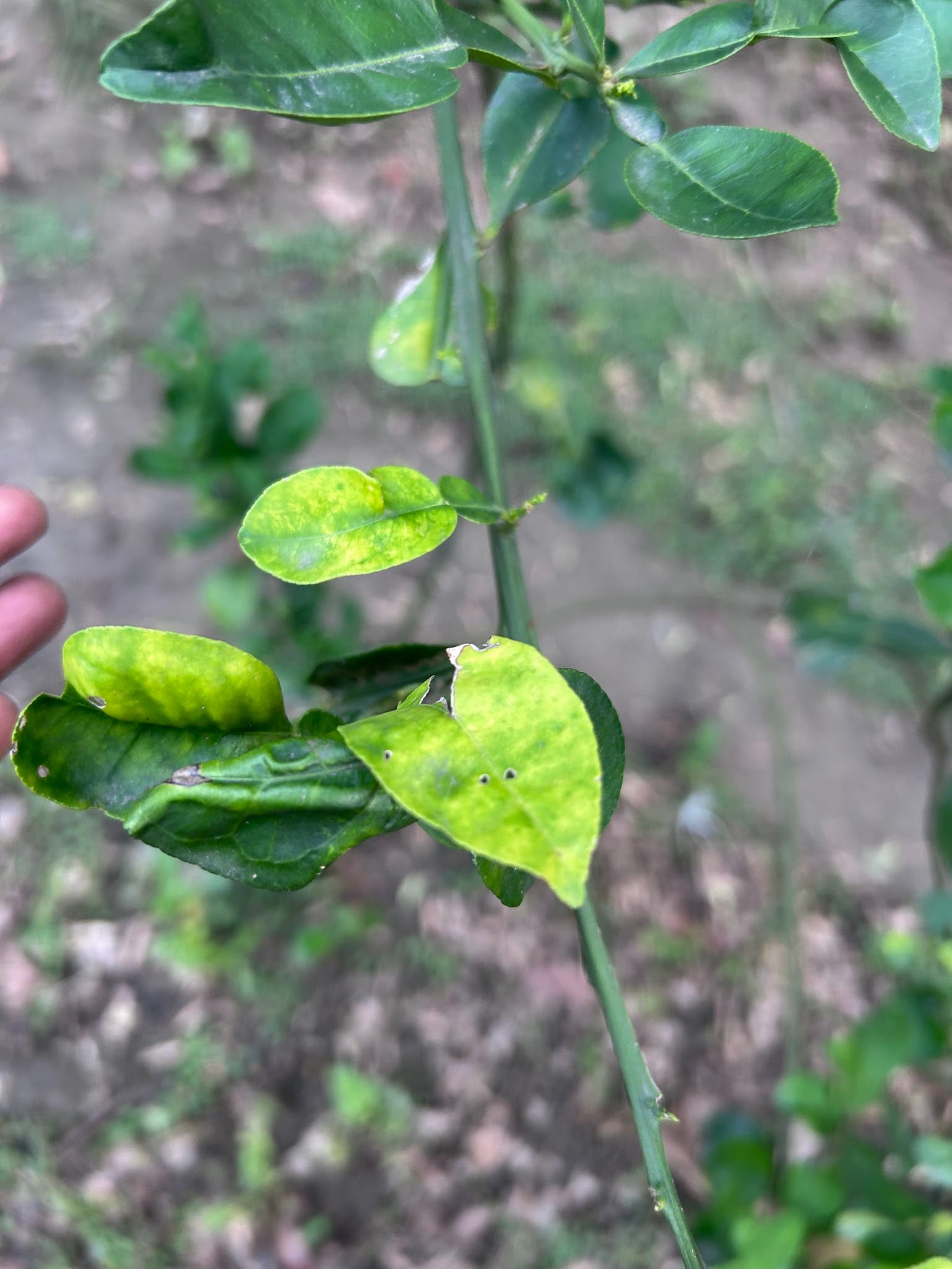 Curly leaves on Citrus due to lack of nutrients