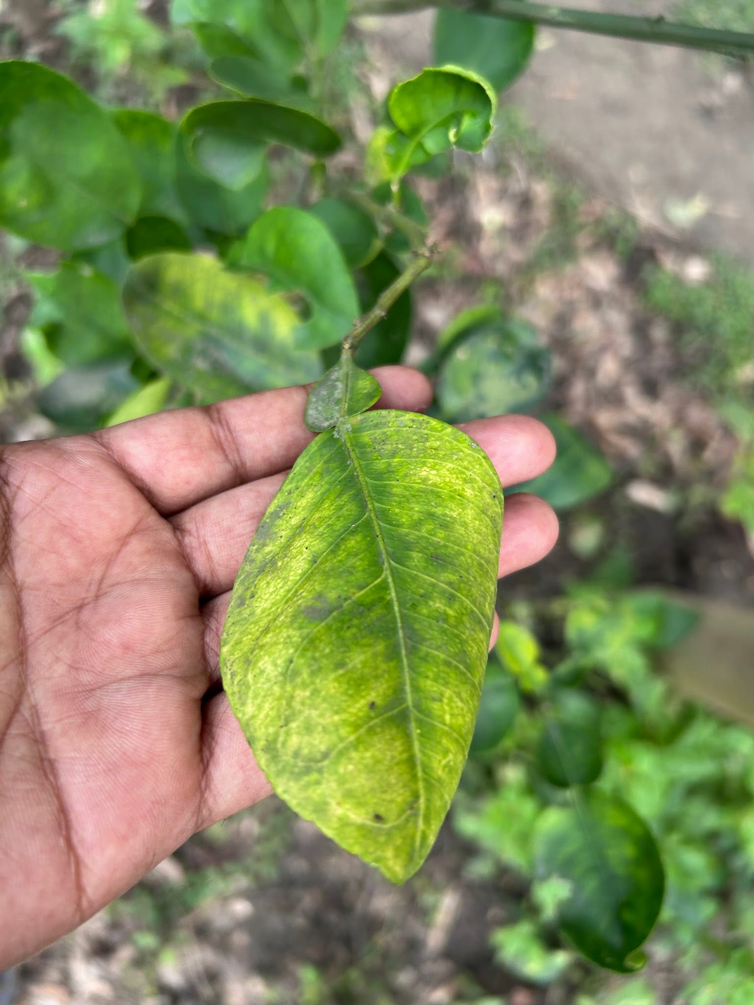 Curly leaf of a citrus tree due to magnesium deficiency