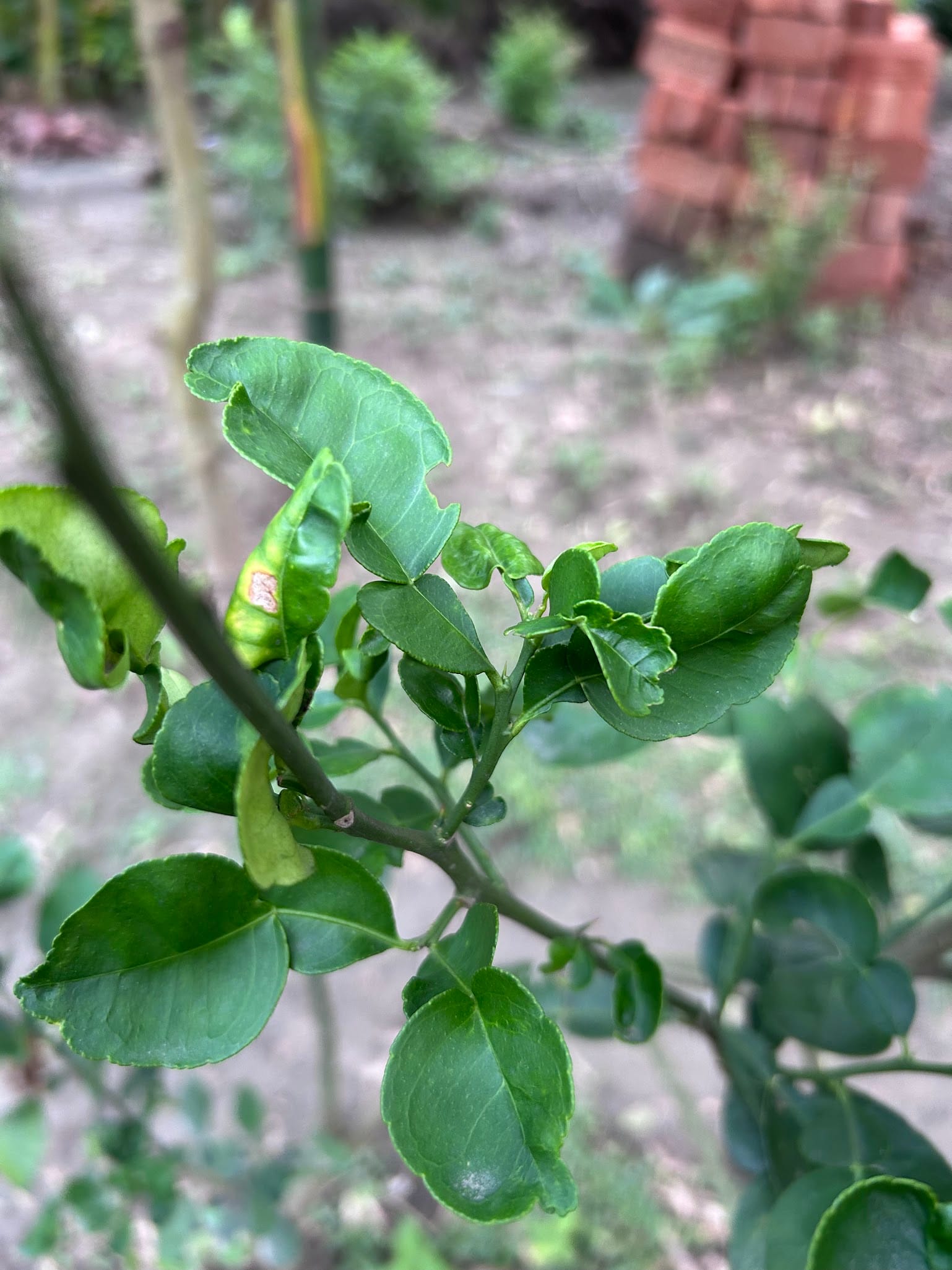 Curly leaves on citrus