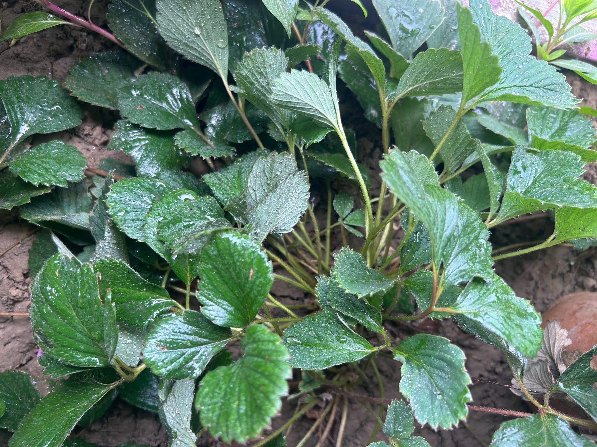 No flowers on strawberry plant