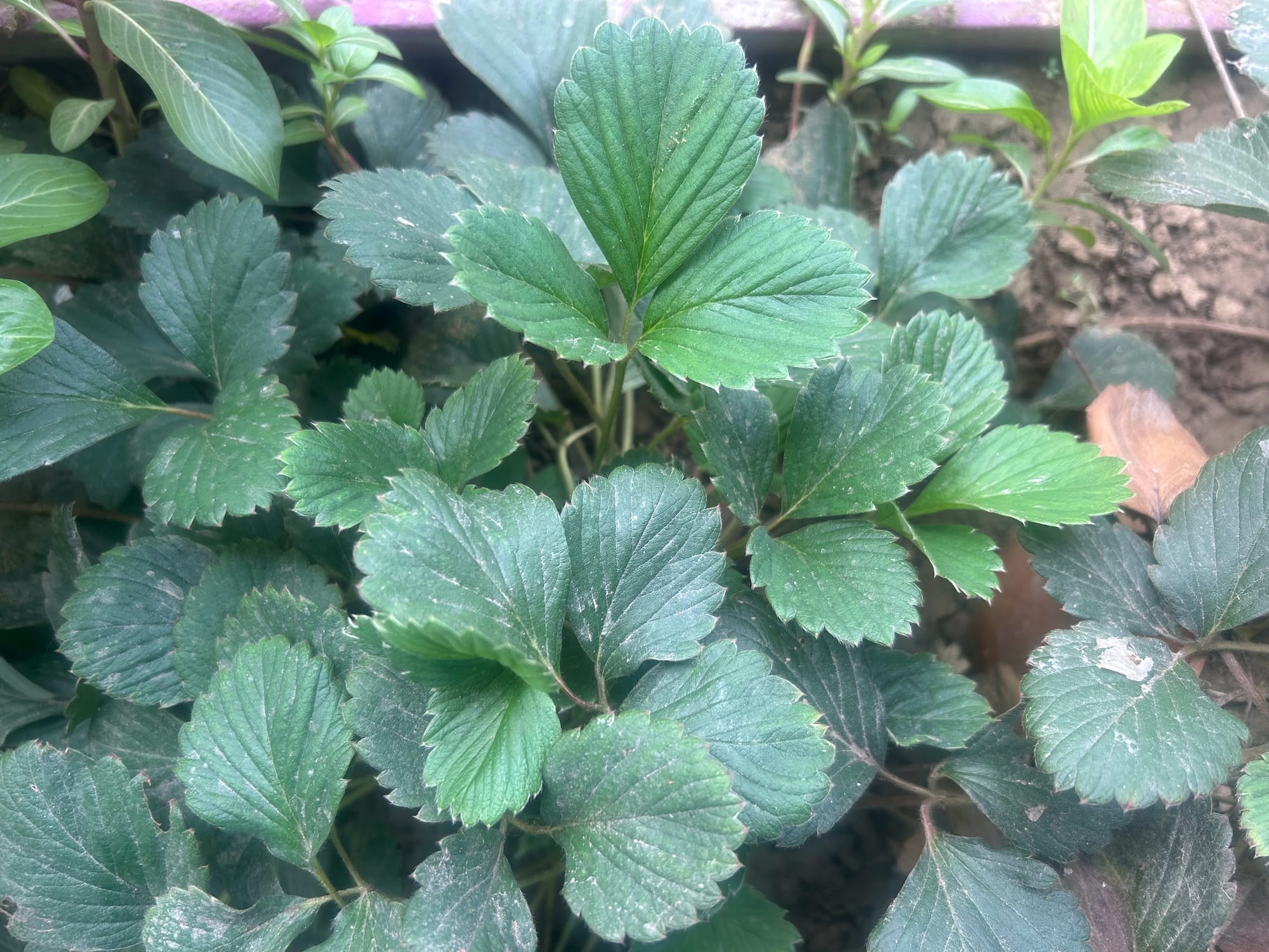 Strawberry Plant Not Flowering