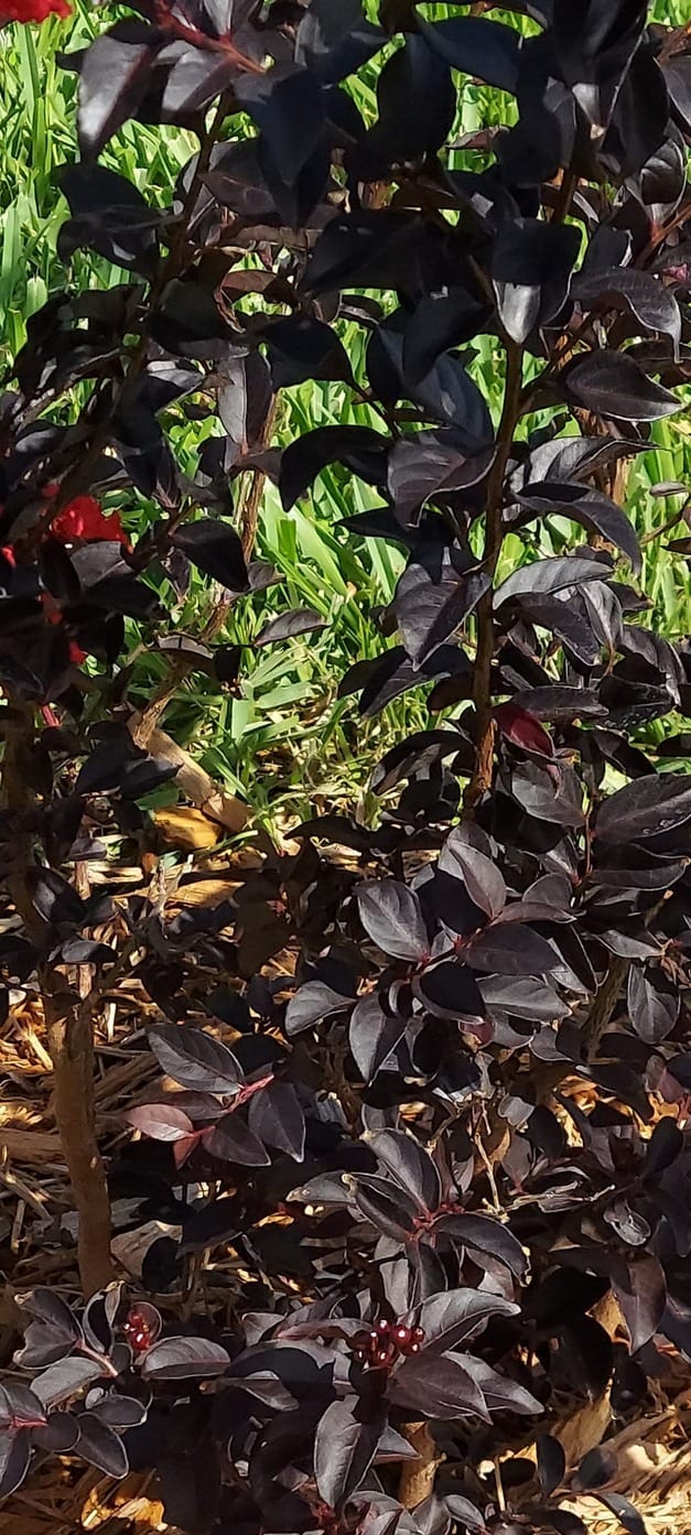Black diamond crape myrtle leaves