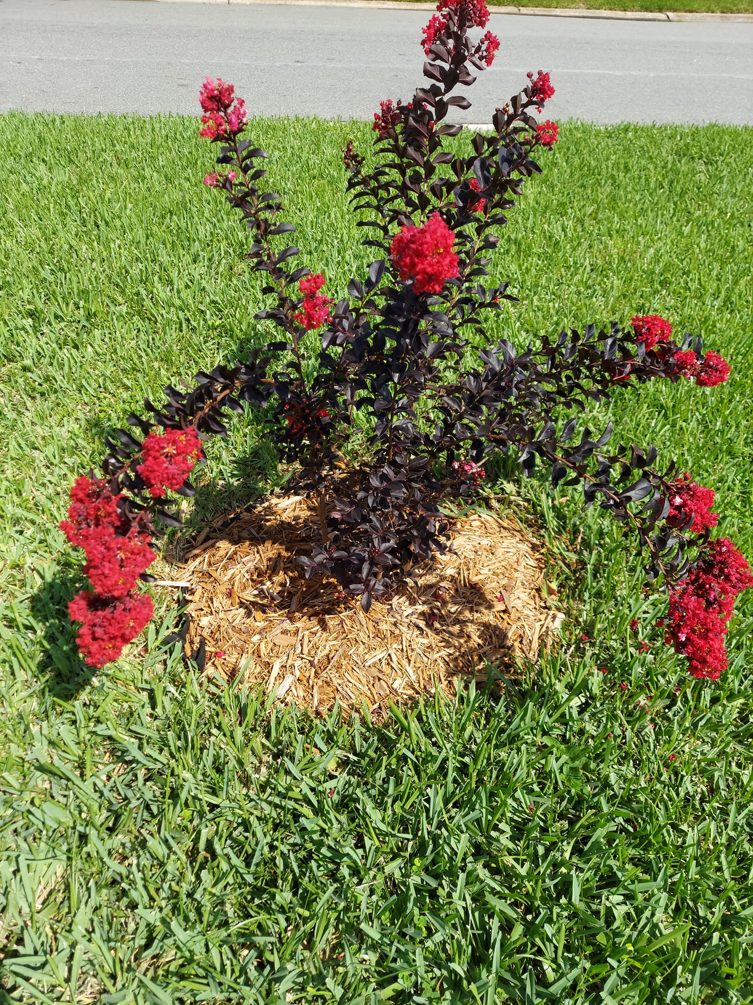 Black Diamond Crape Myrtle