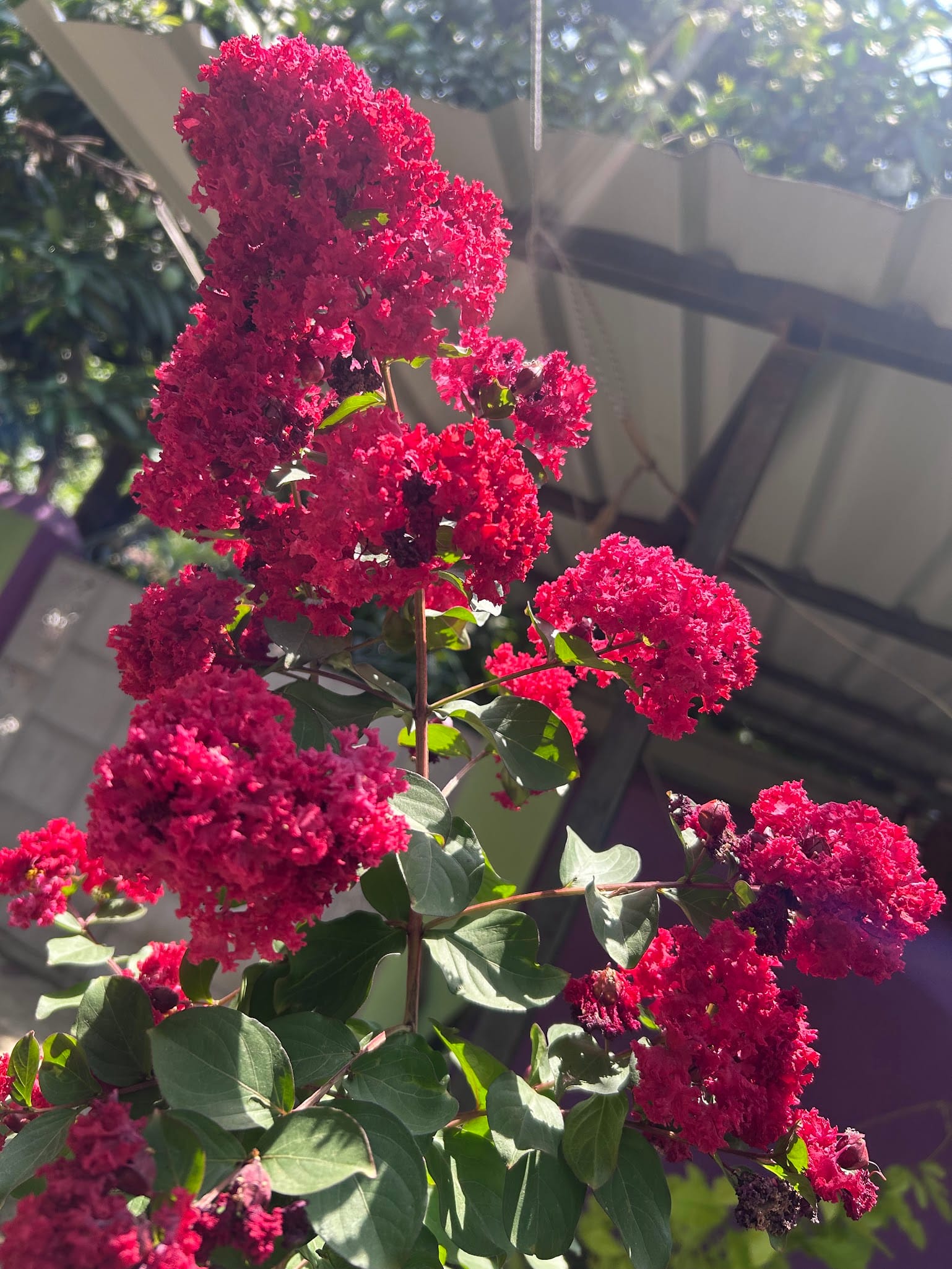 Crape Myrtle