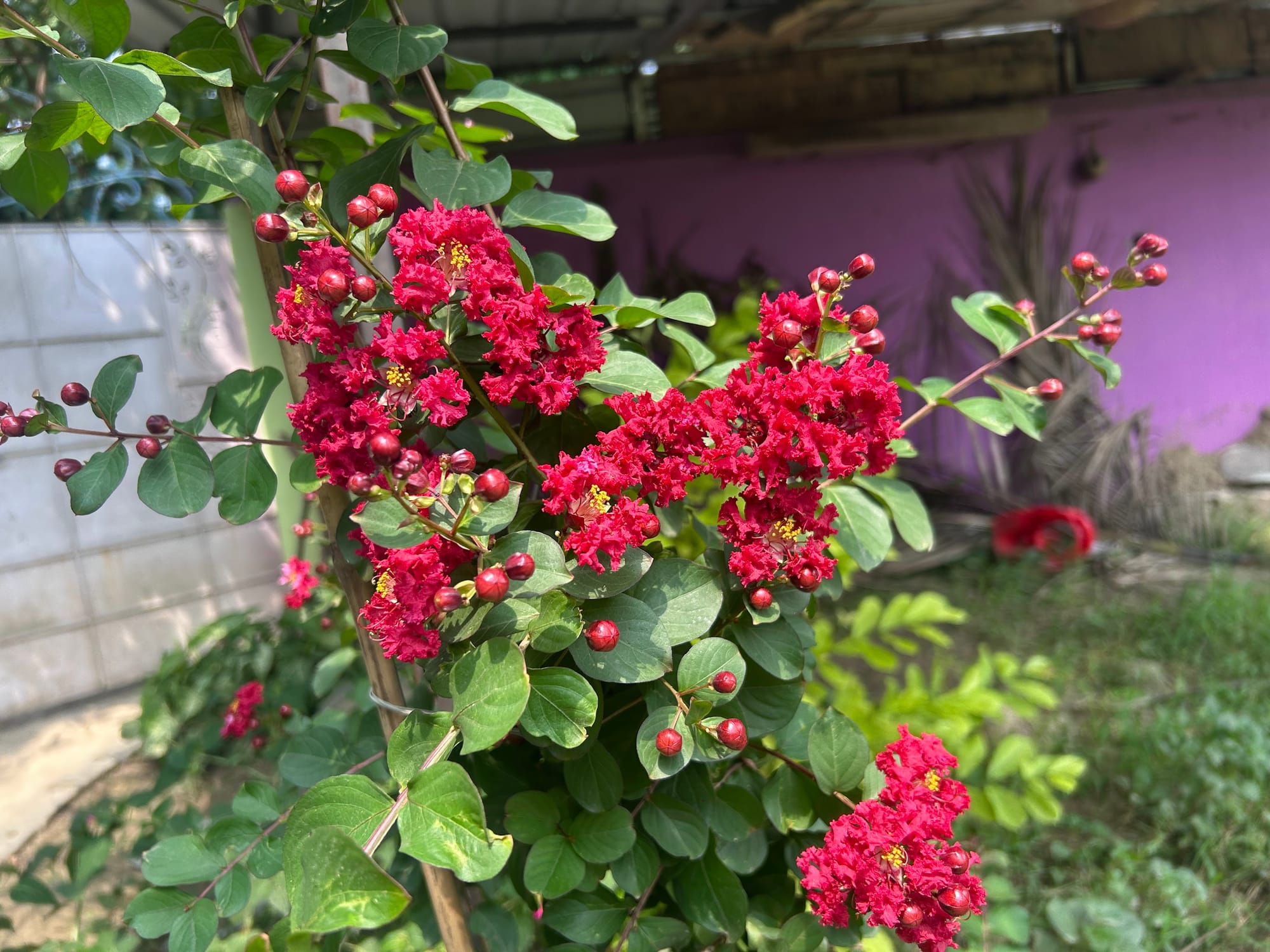 Crape Myrtle in Florida