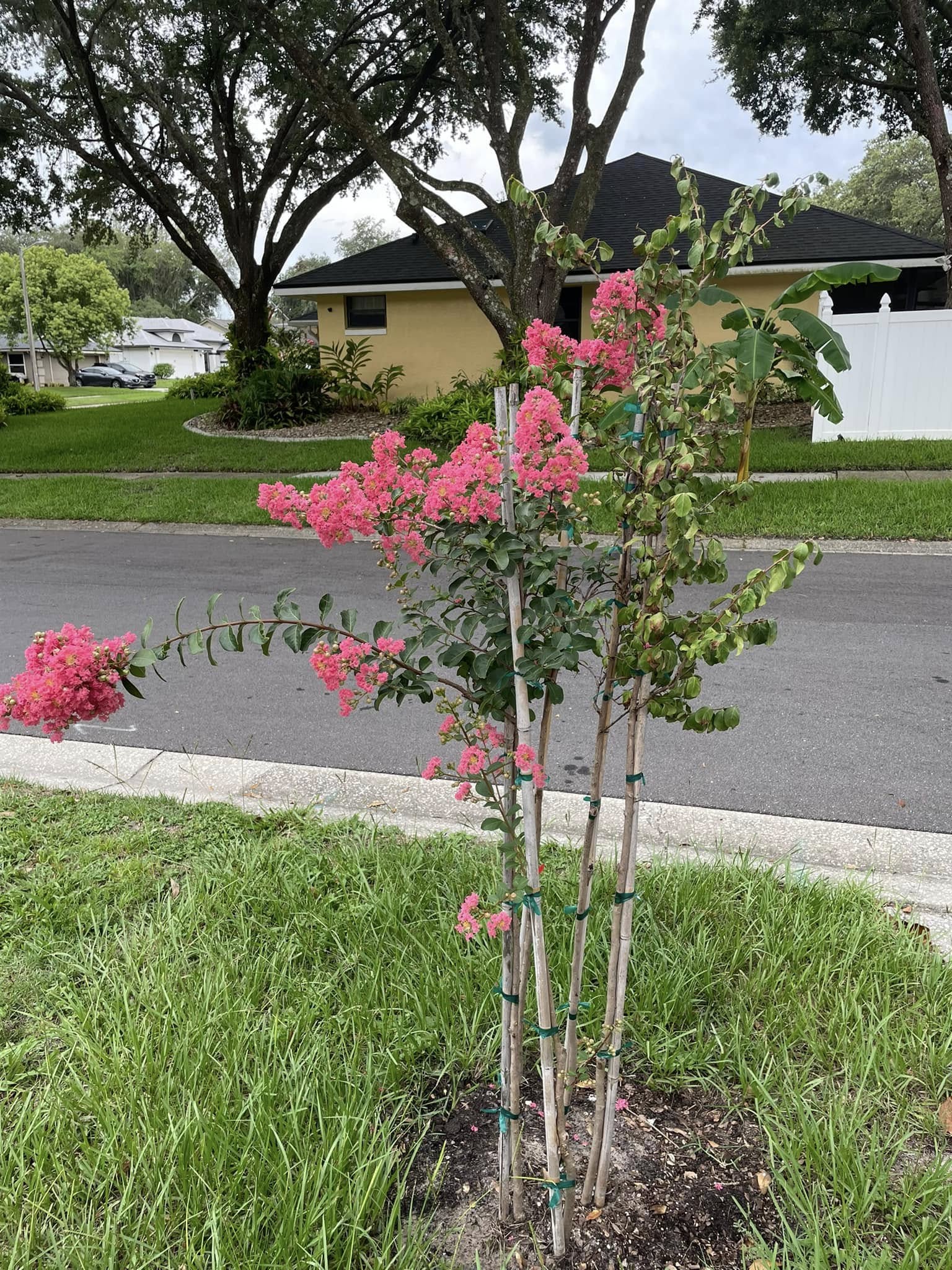 Pink Crape Myrtle in Florida
